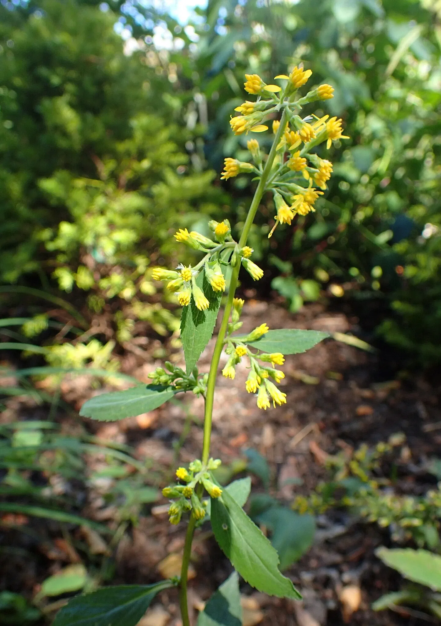 Olbrich Botanical Gardens