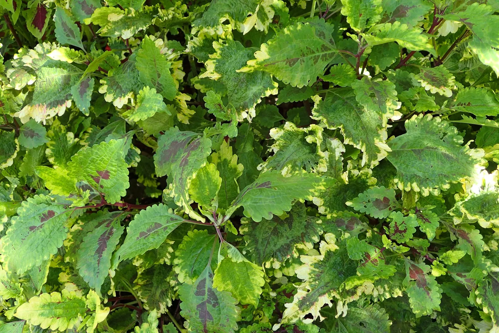 Olbrich Botanical Gardens