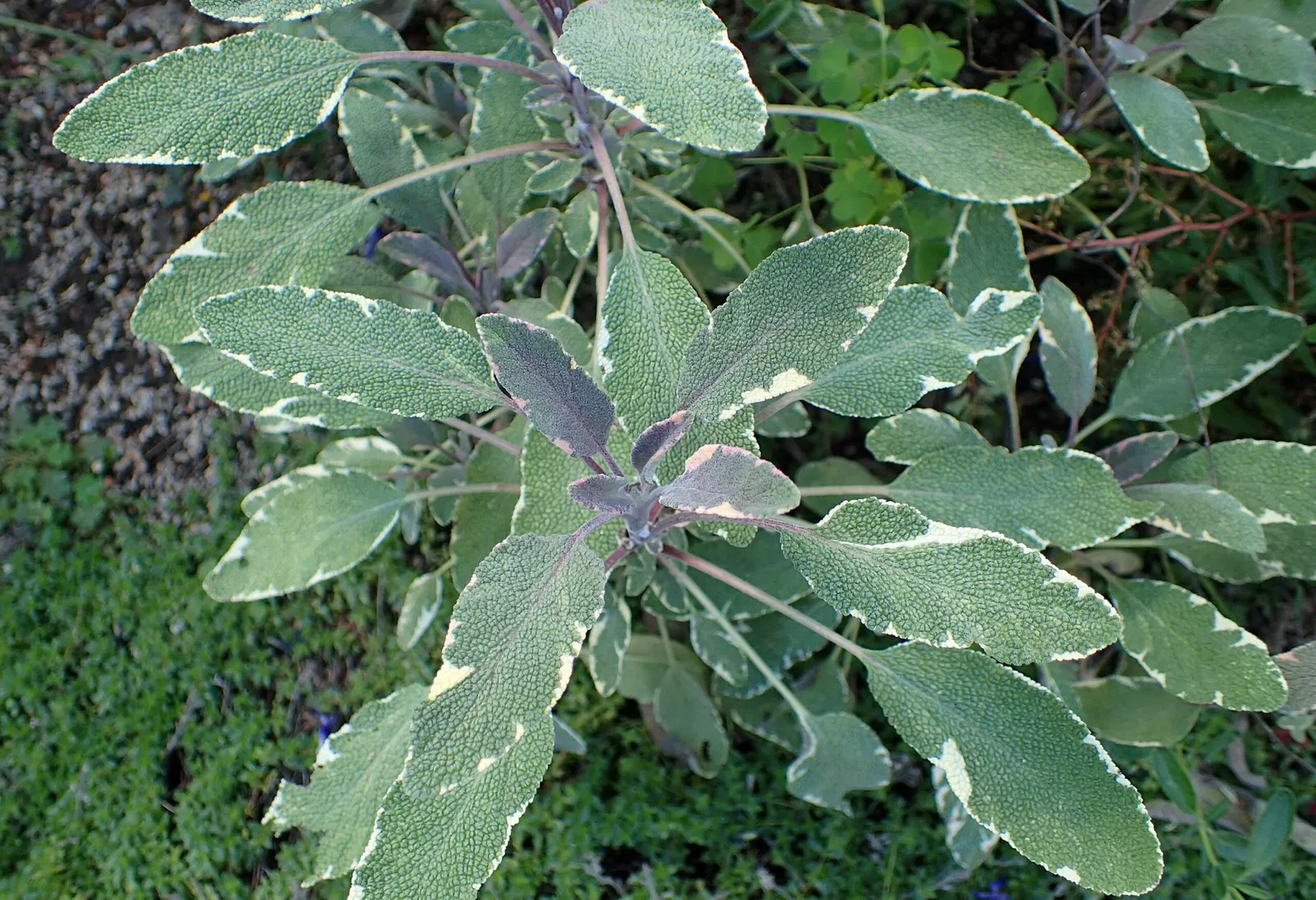 Olbrich Botanical Gardens
