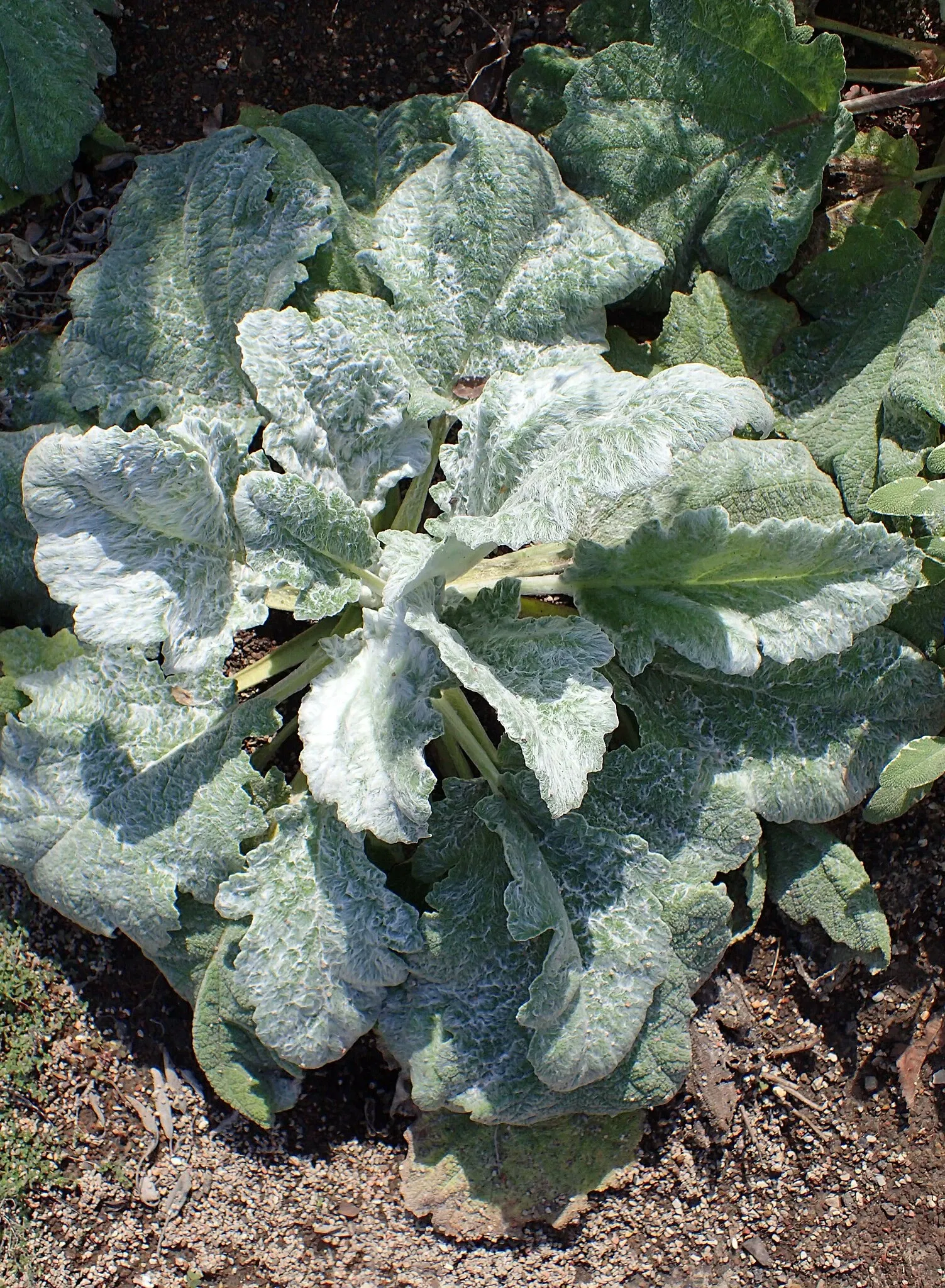 Olbrich Botanical Gardens