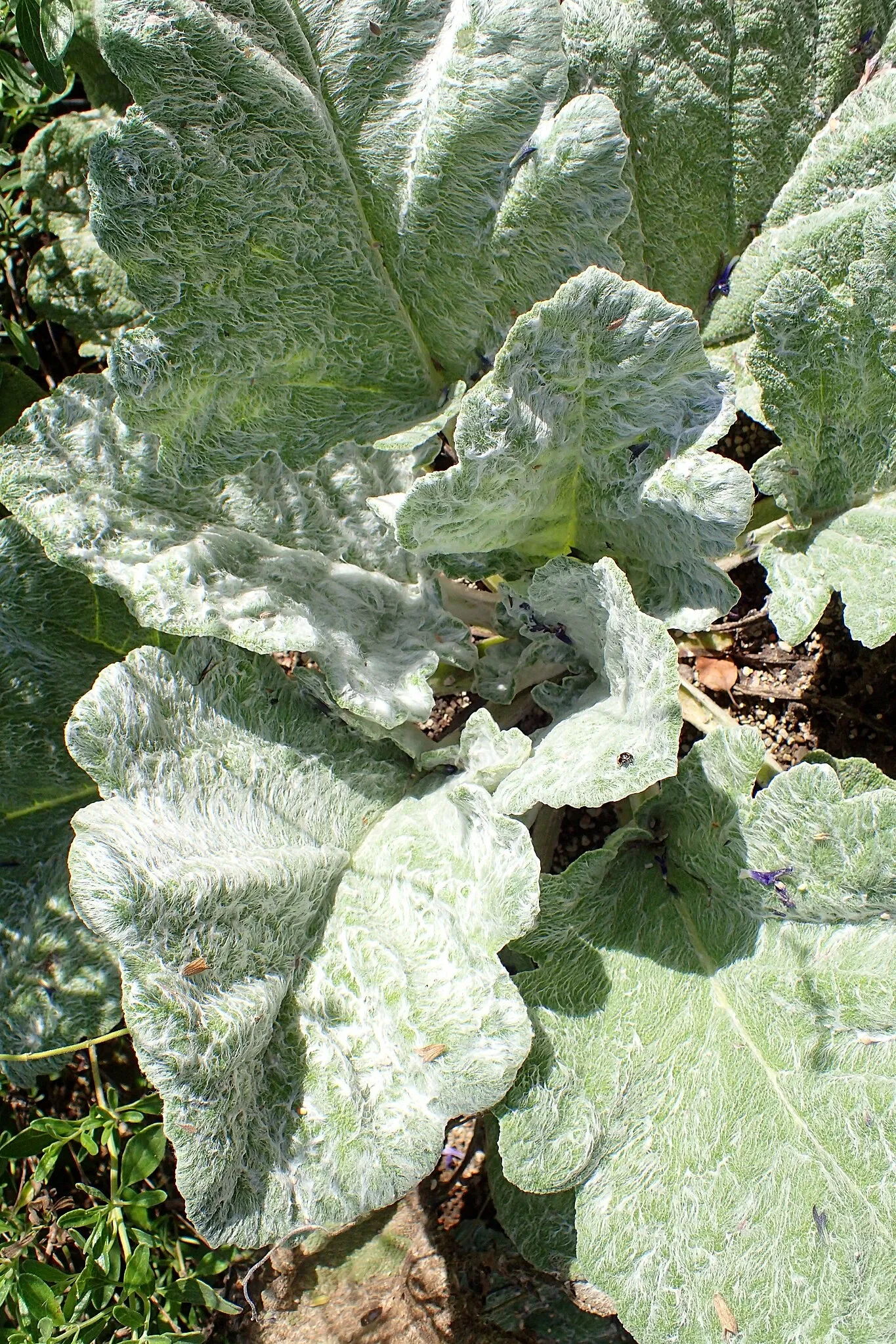 Olbrich Botanical Gardens