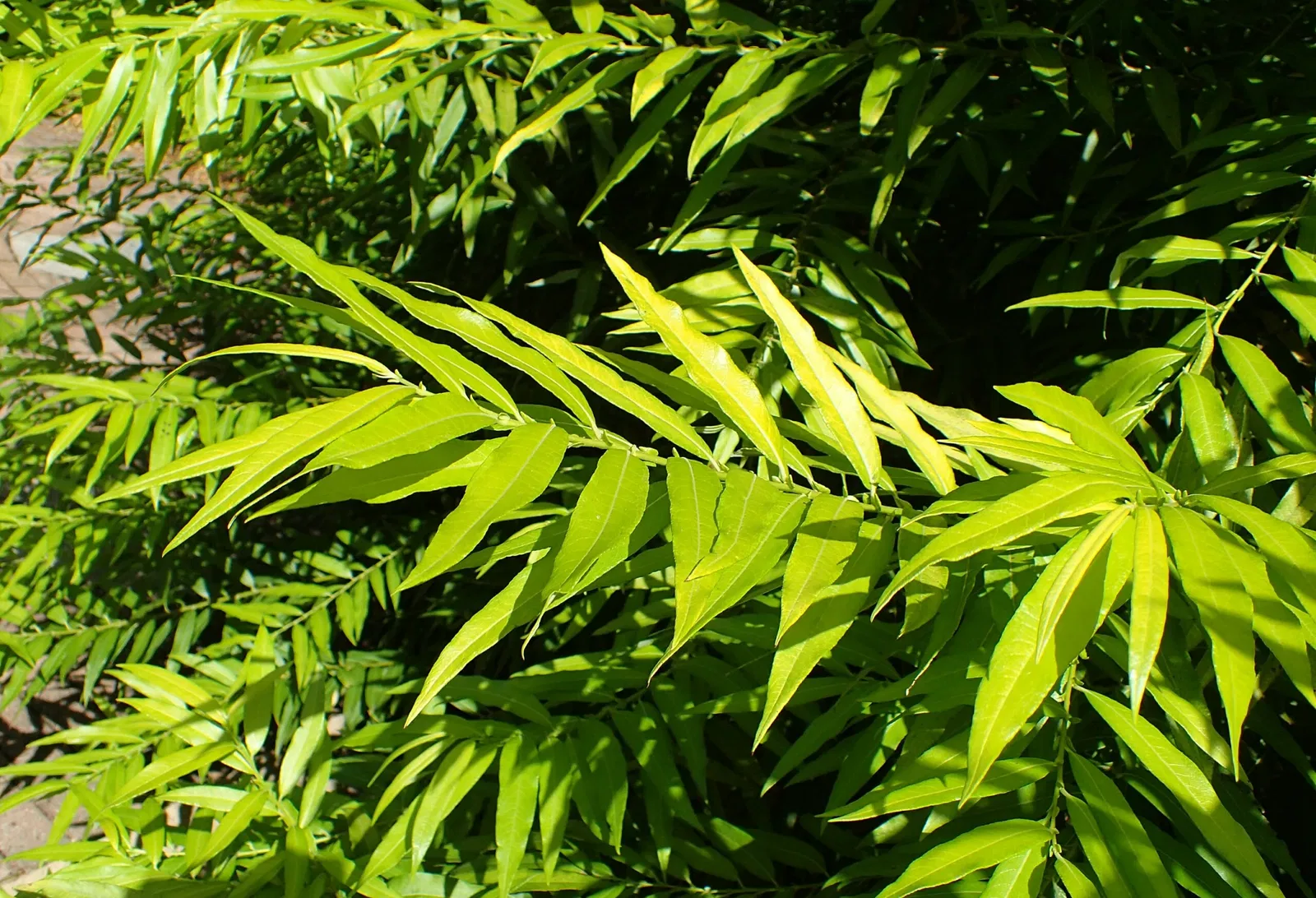 Olbrich Botanical Gardens