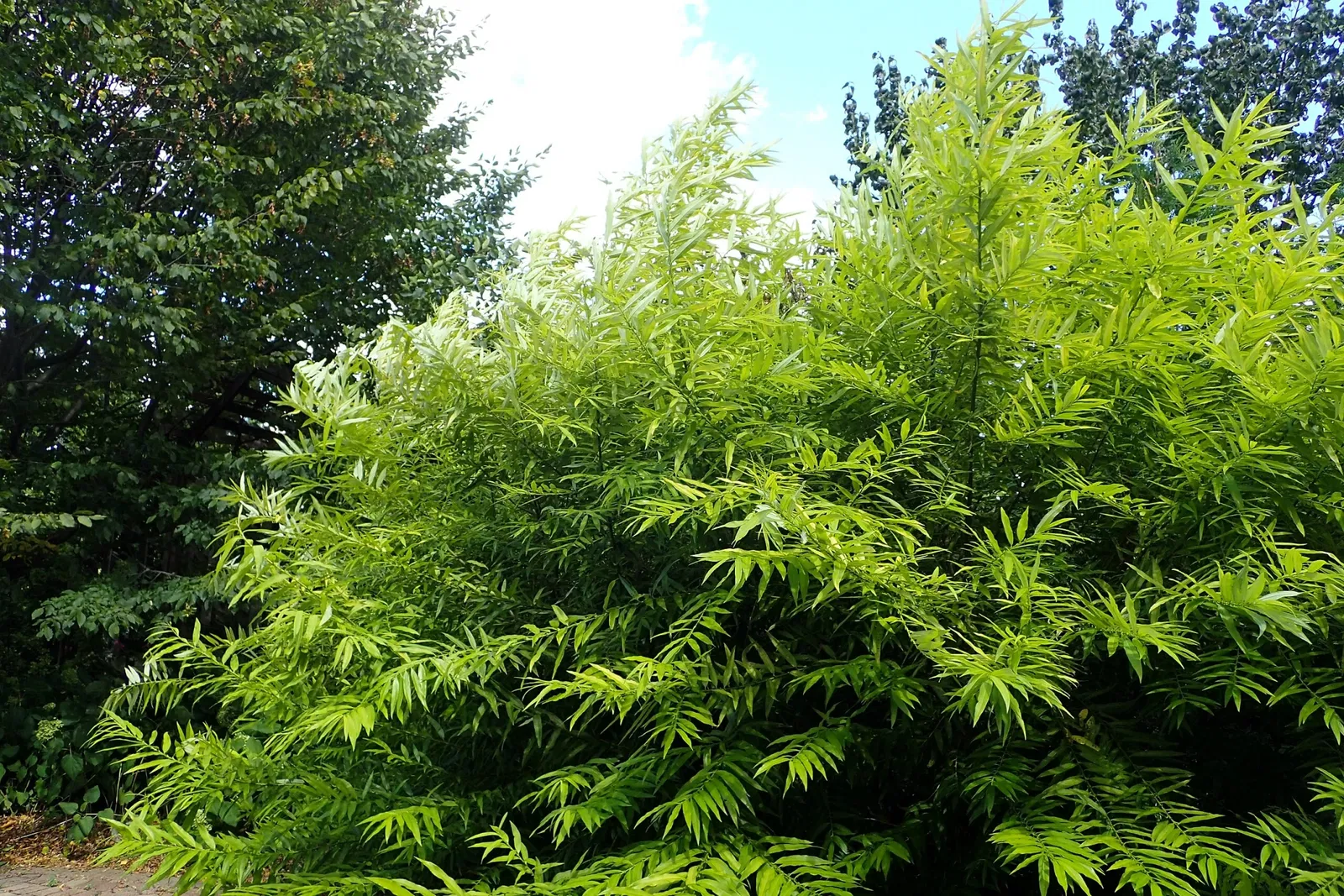 Olbrich Botanical Gardens