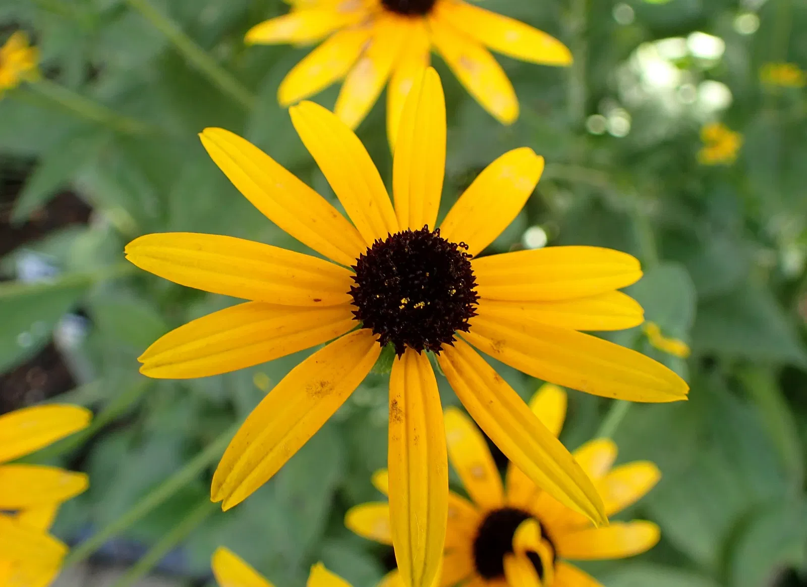 Olbrich Botanical Gardens