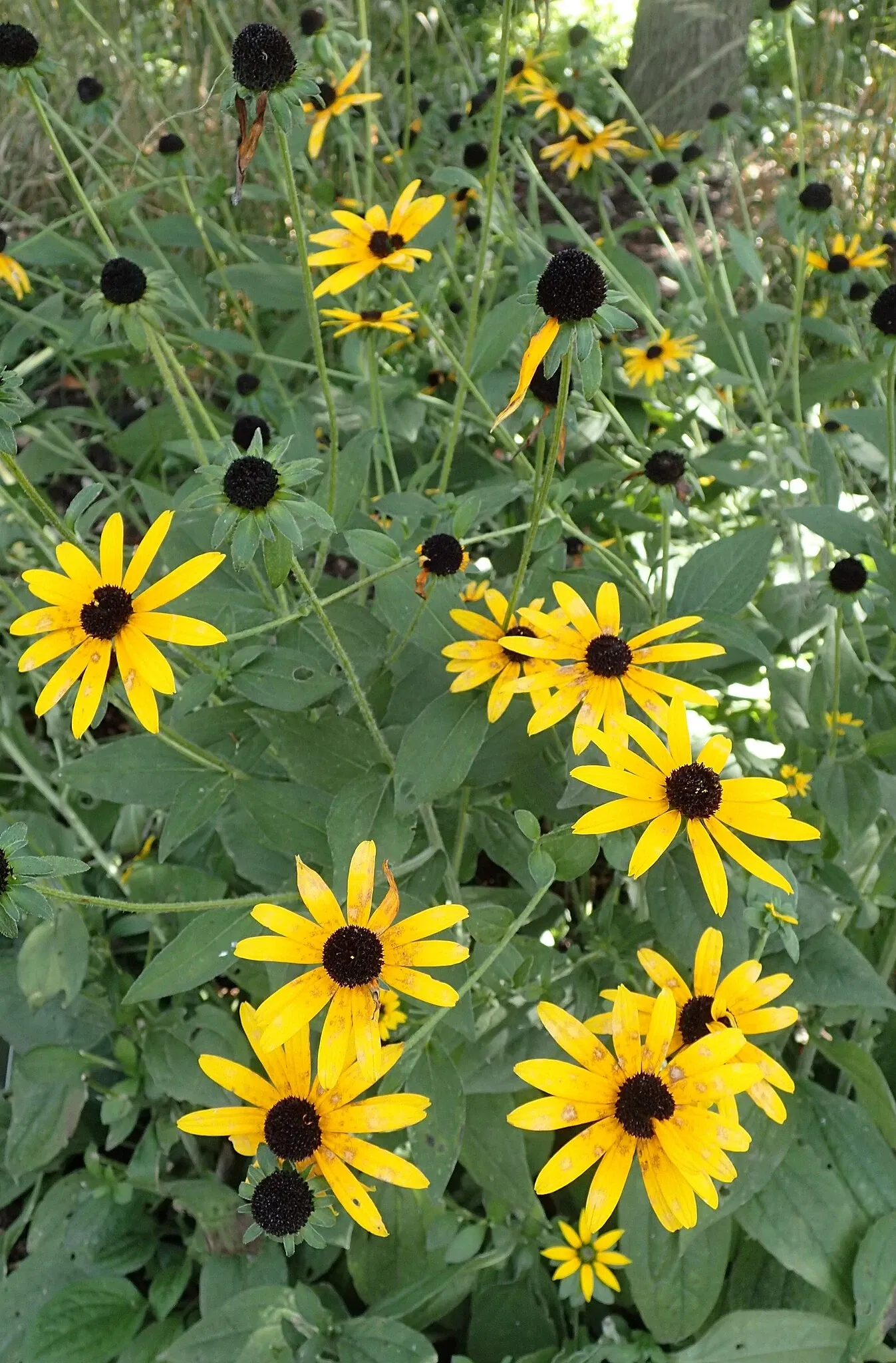 Olbrich Botanical Gardens