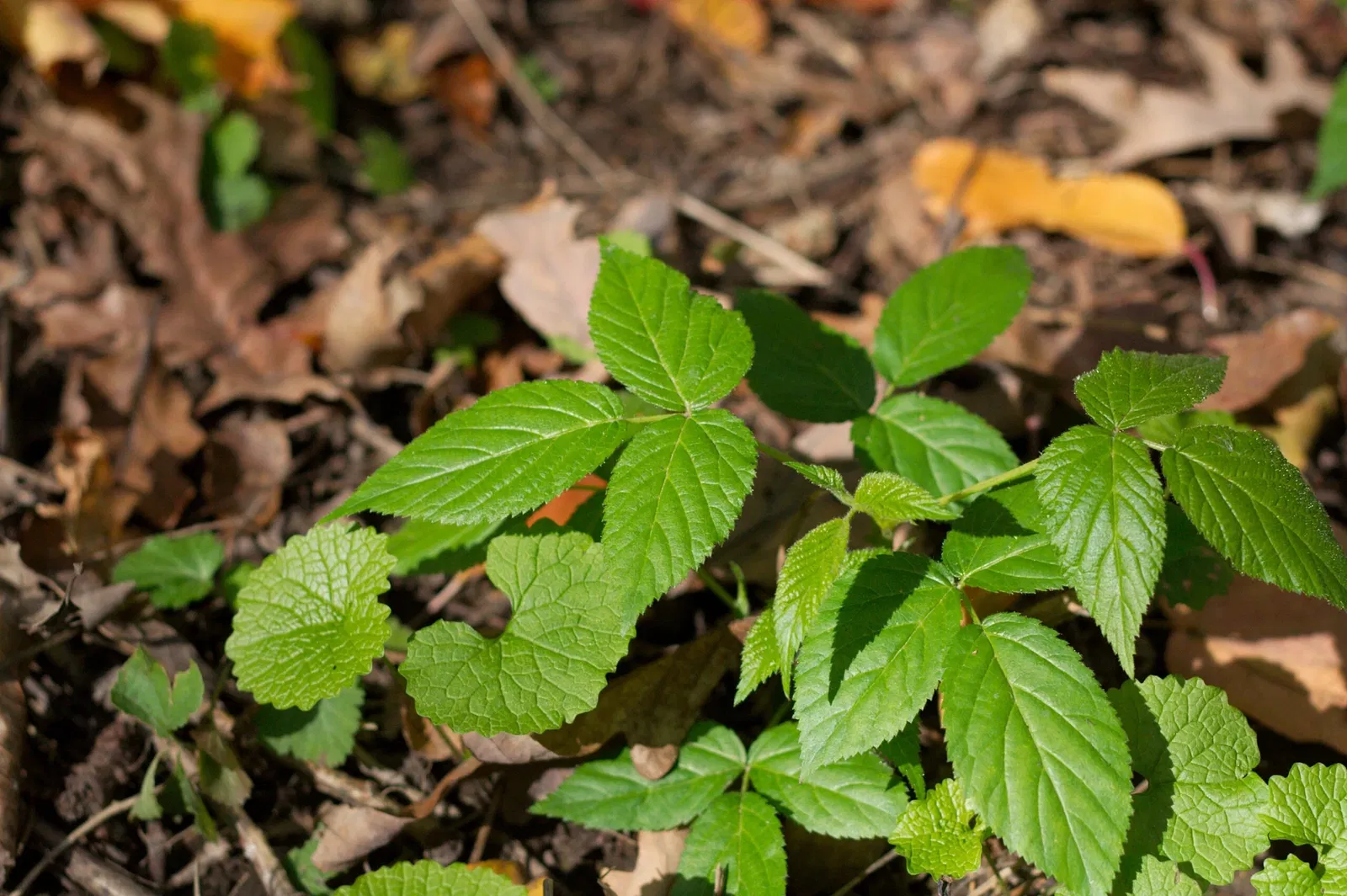 Olbrich Botanical Gardens