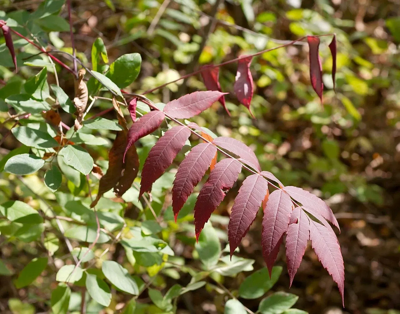 Jardín botánico Olbrich