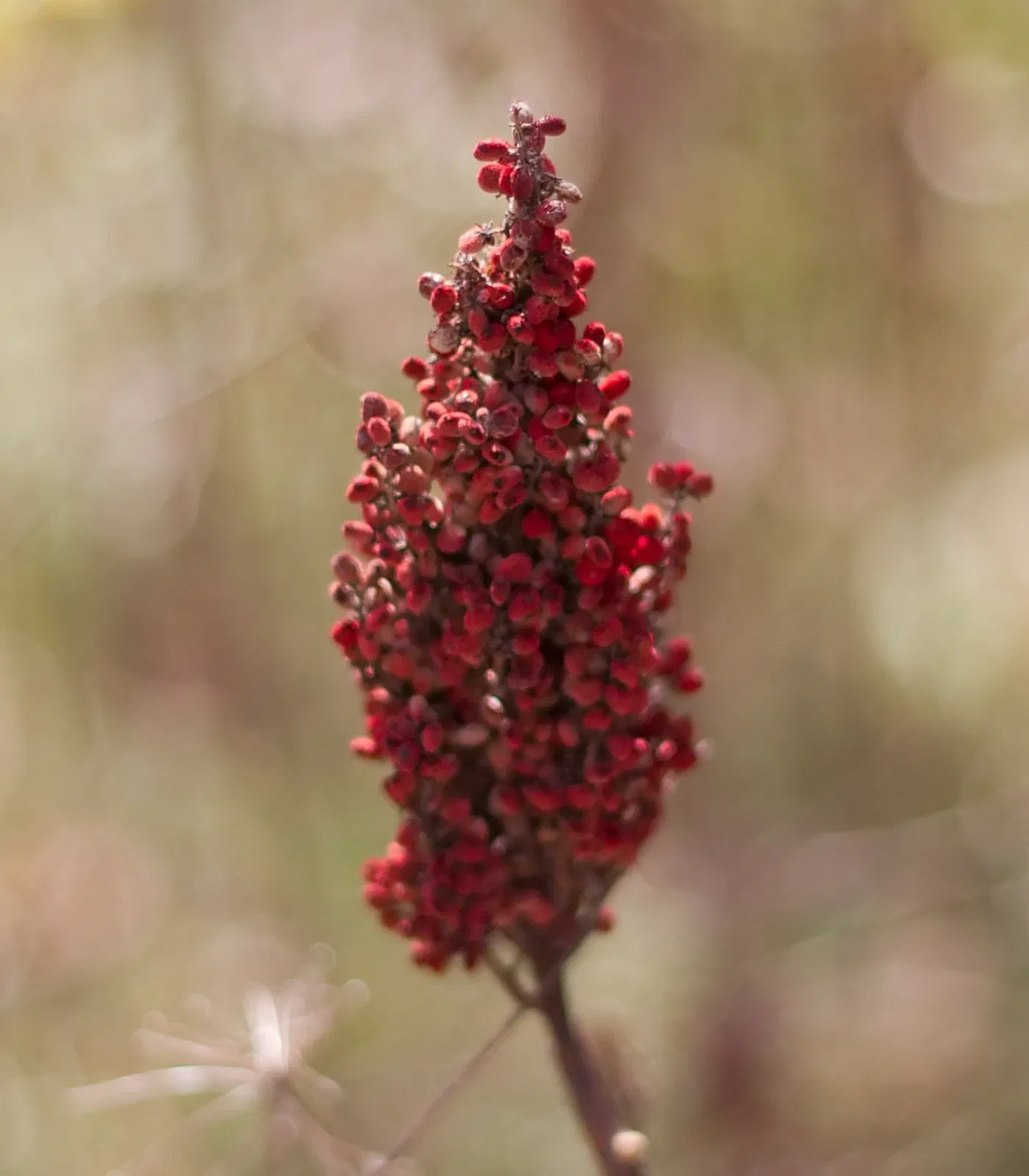 Olbrich Botanical Gardens