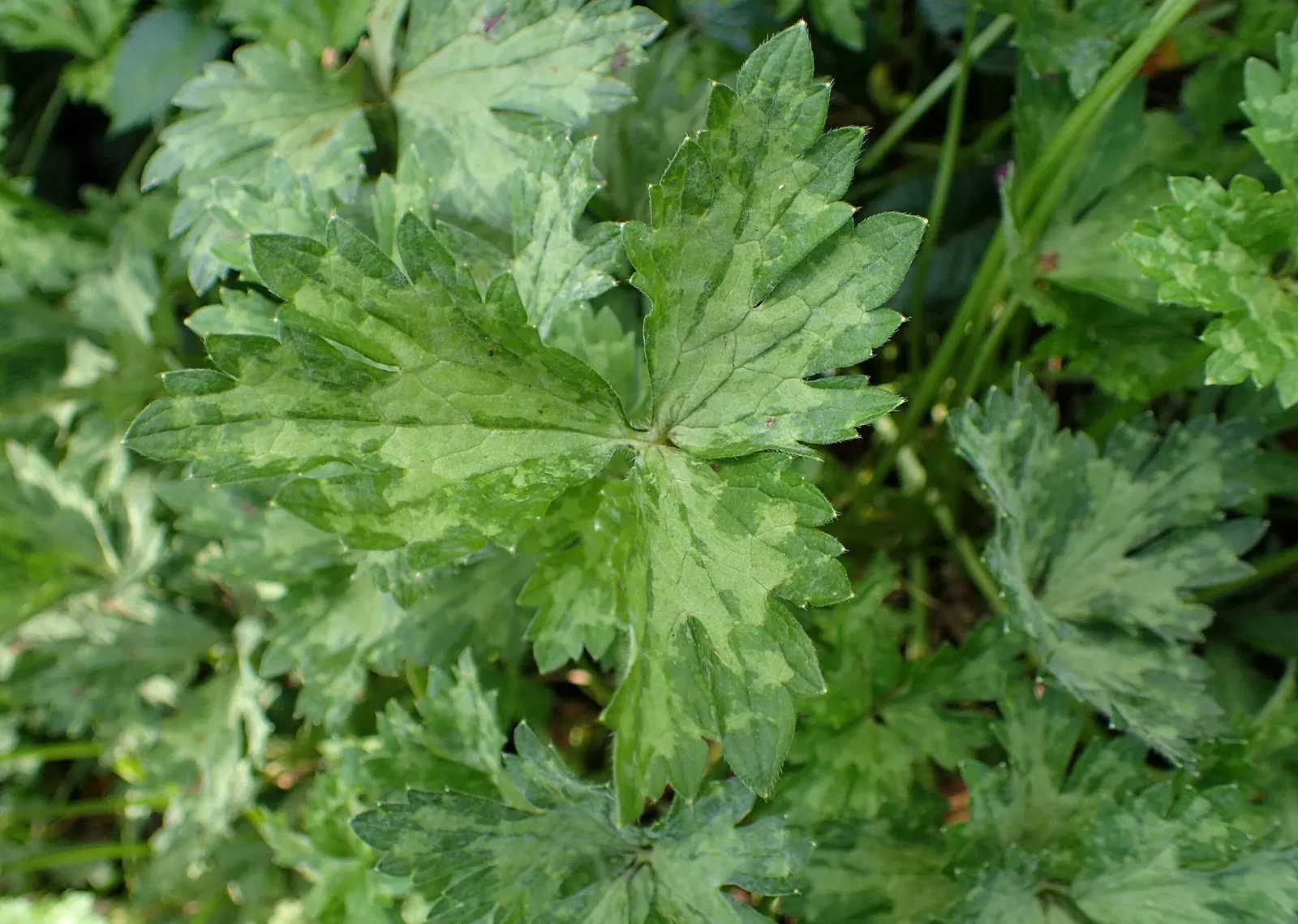 Jardín botánico Olbrich