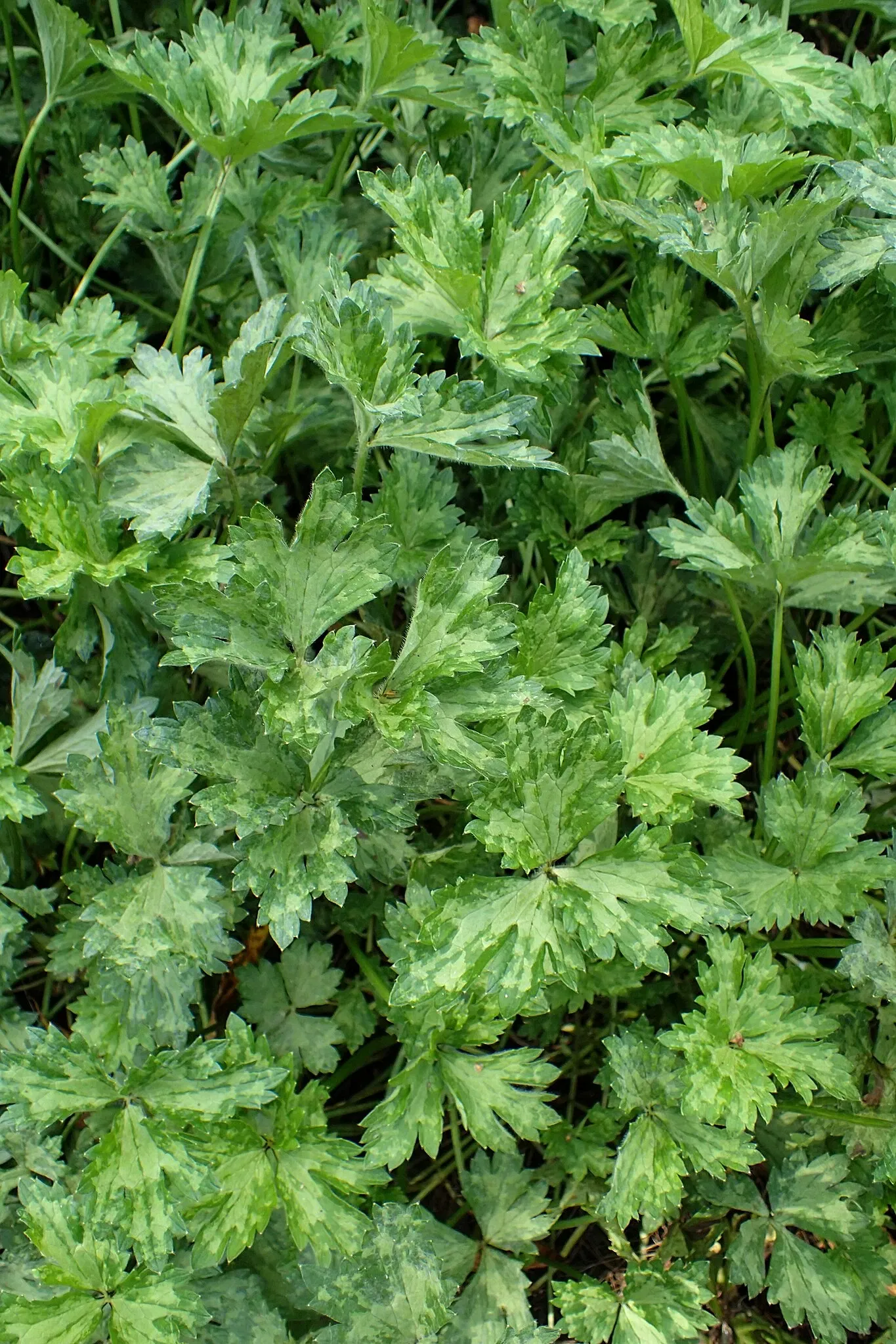 Jardín botánico Olbrich