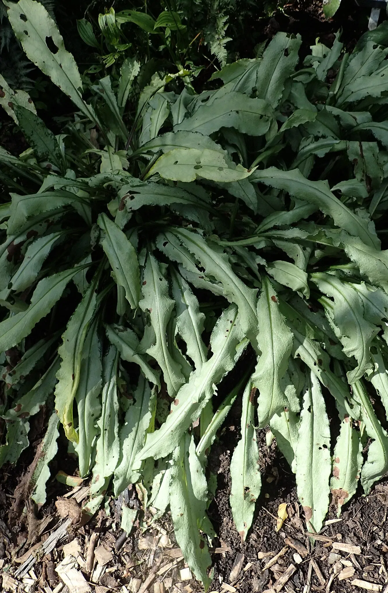 Olbrich Botanical Gardens