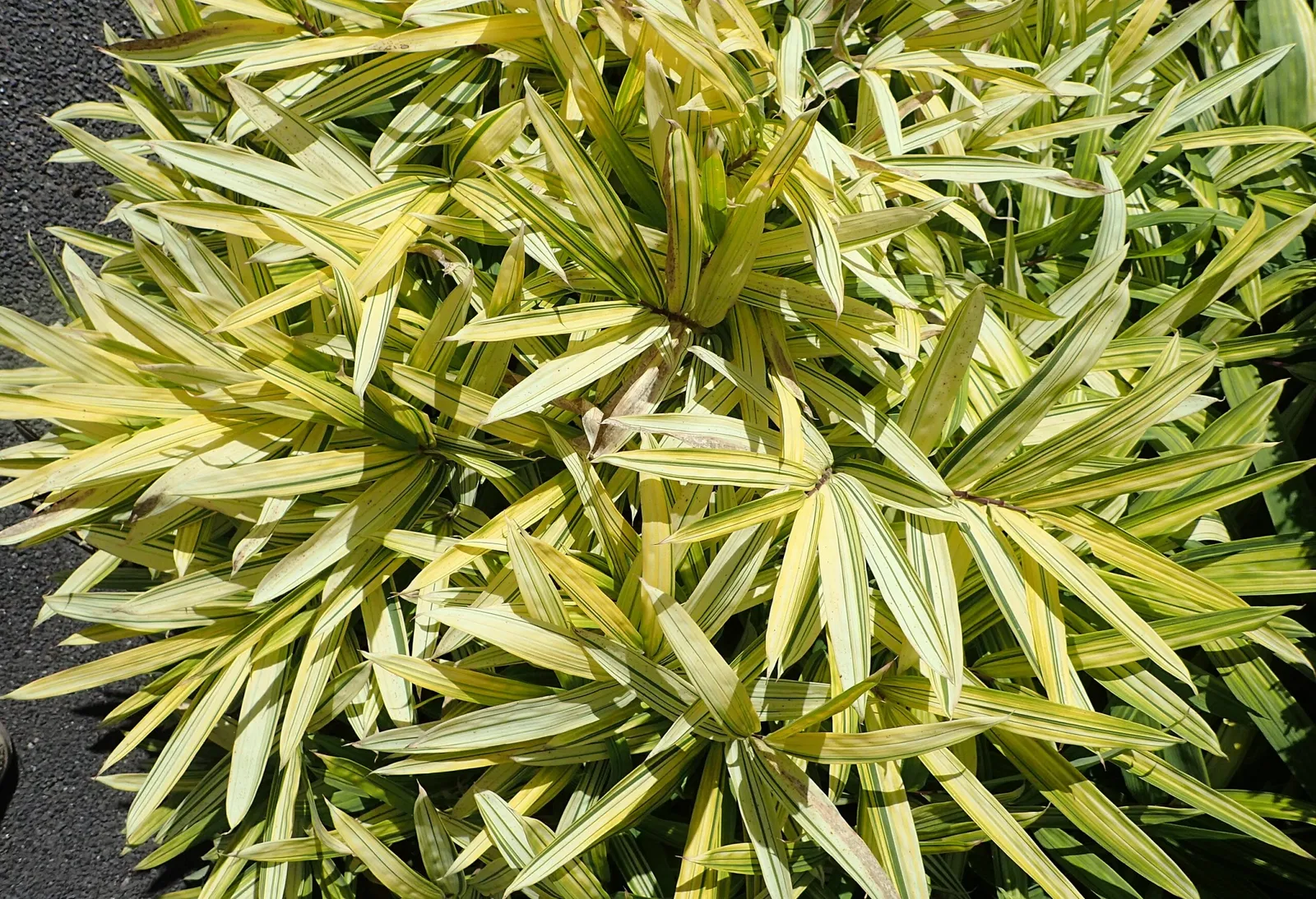 Jardín botánico Olbrich