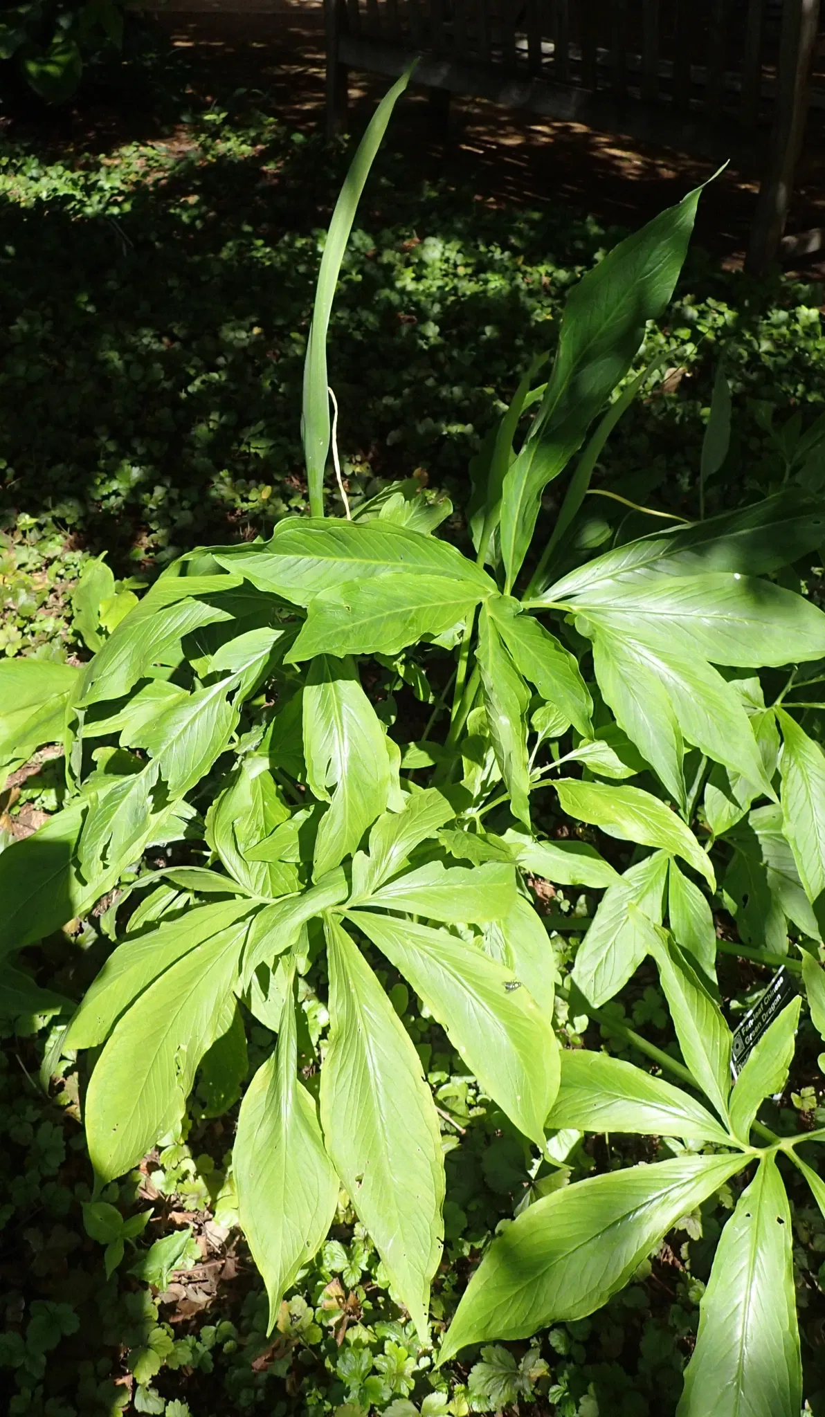 Olbrich Botanical Gardens