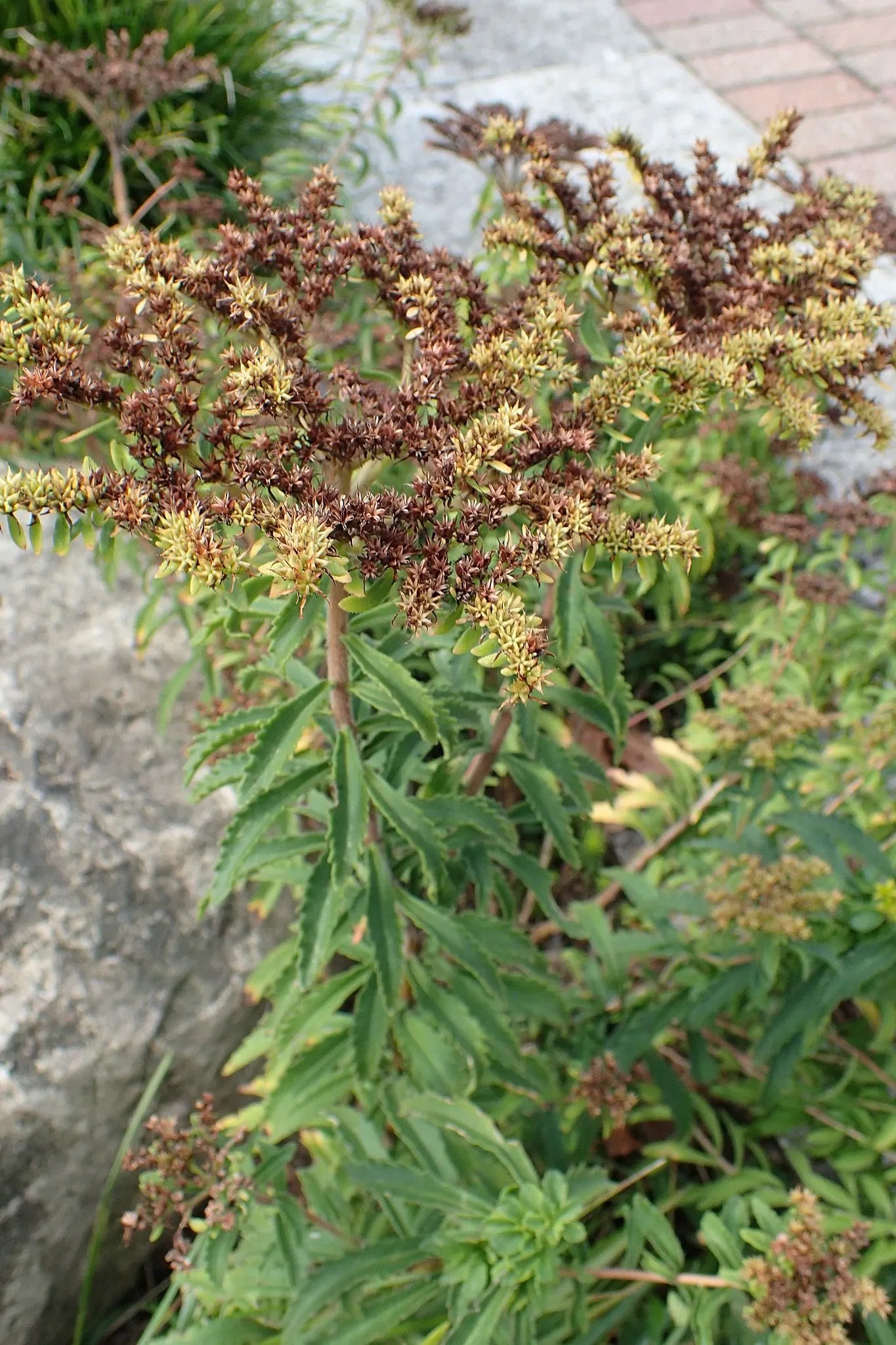 Olbrich Botanical Gardens