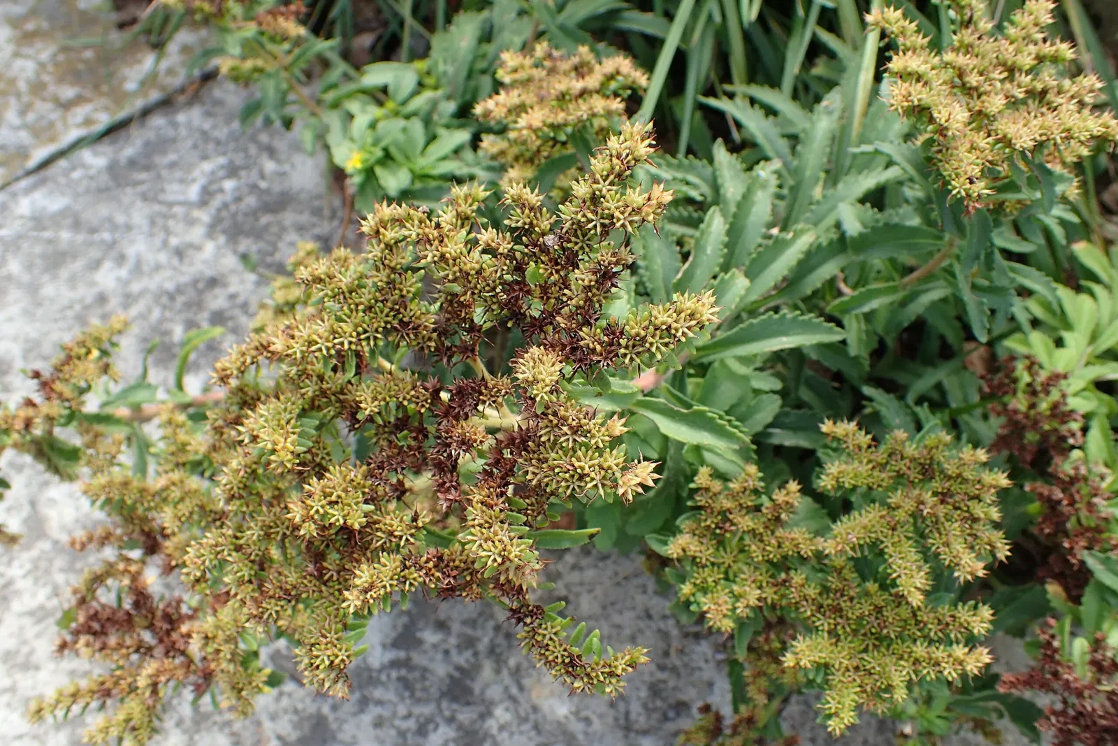 Olbrich Botanical Gardens