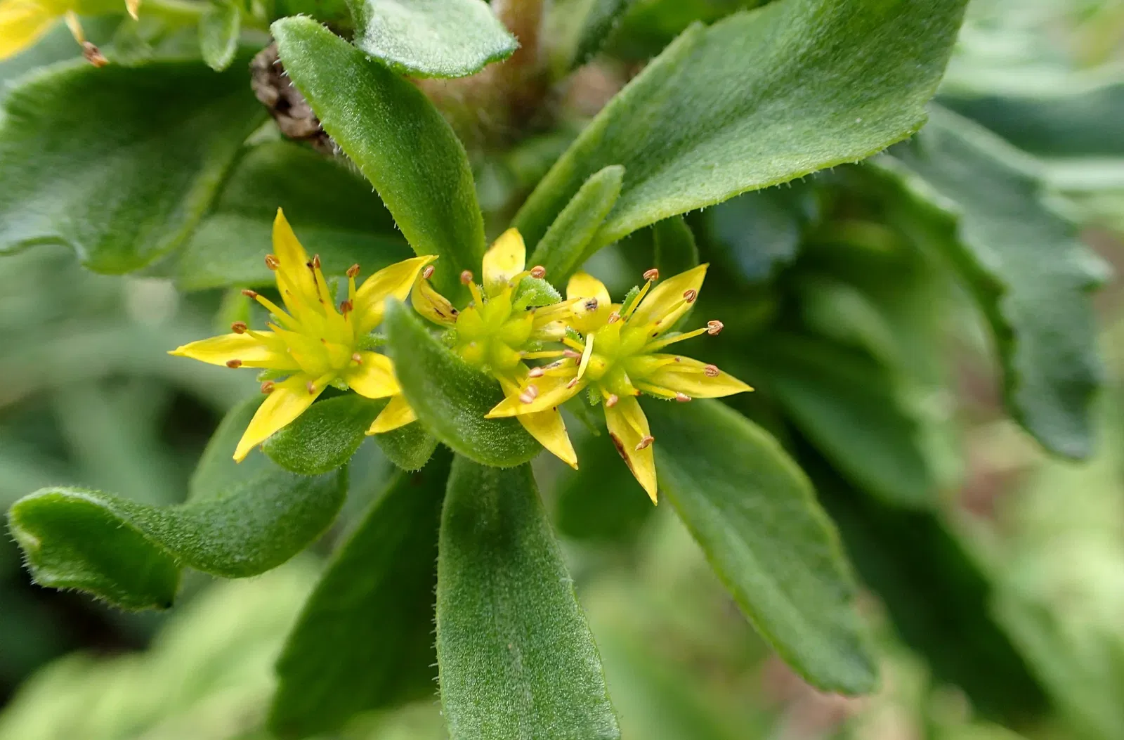 Olbrich Botanical Gardens