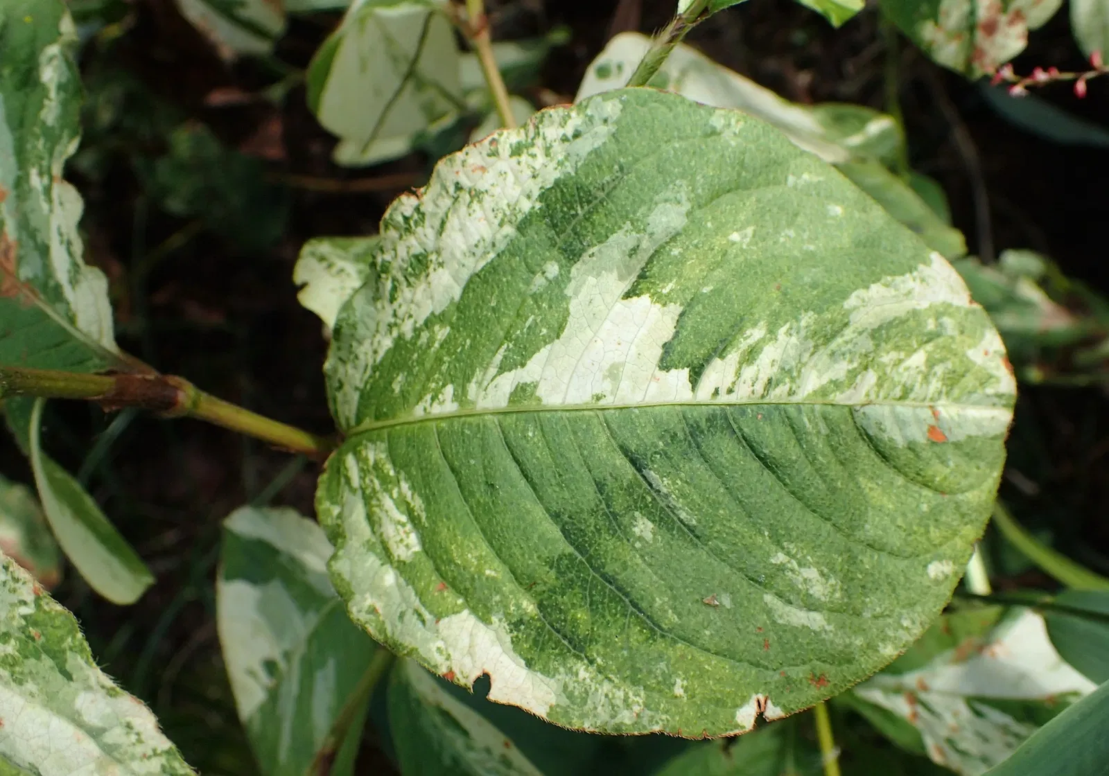 Olbrich Botanical Gardens