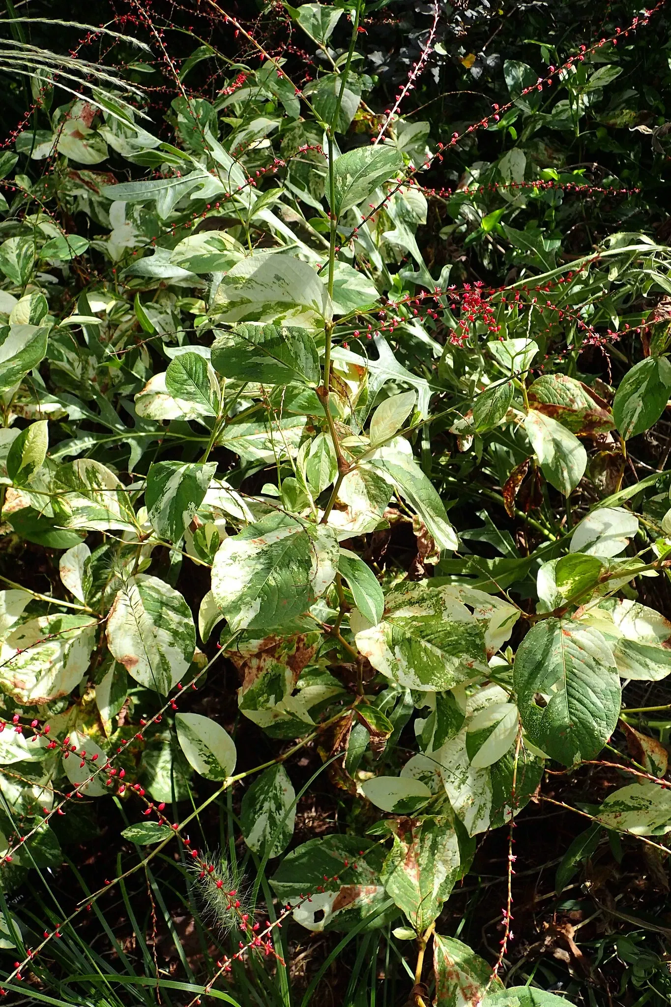 Olbrich Botanical Gardens