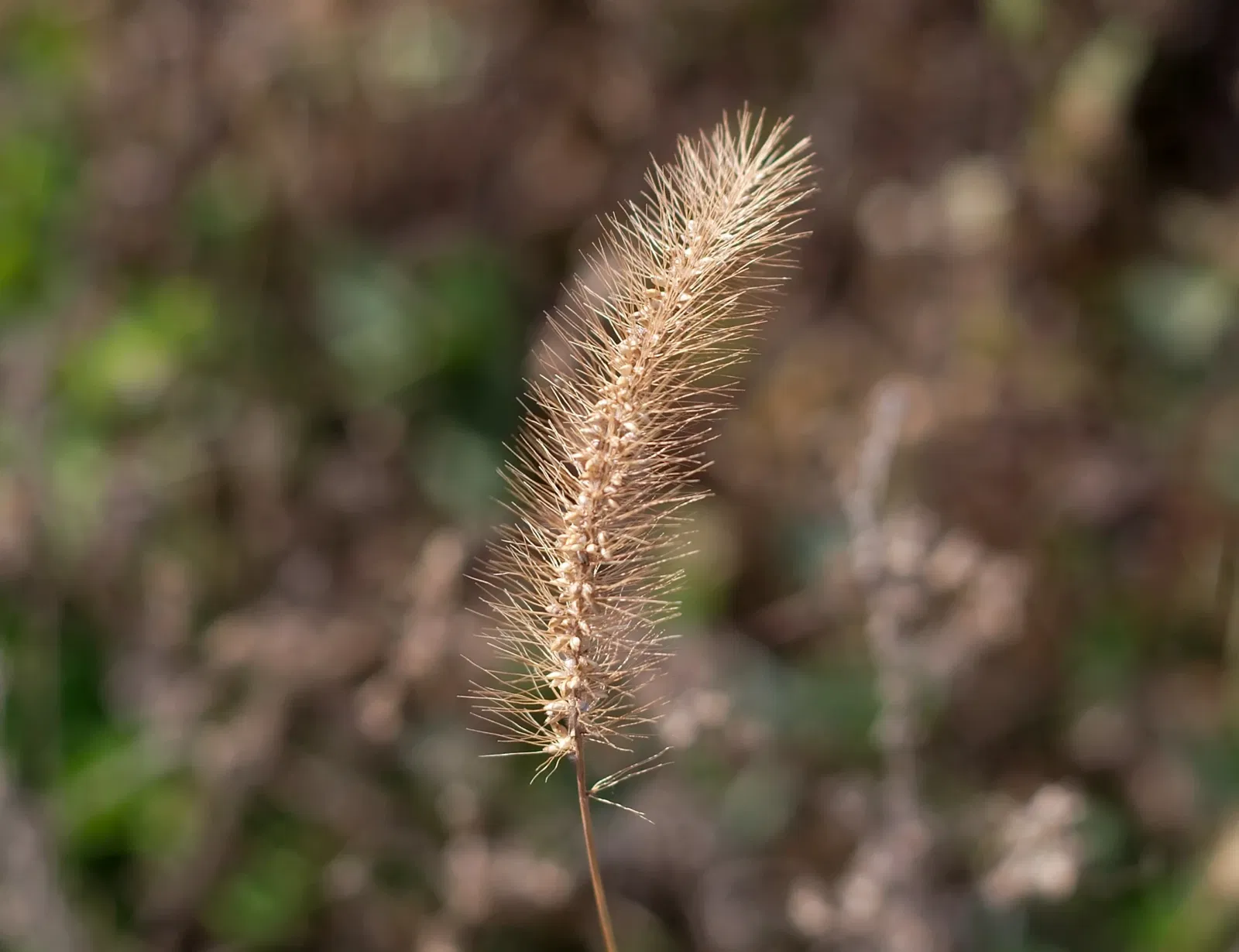 Olbrich Botanical Gardens