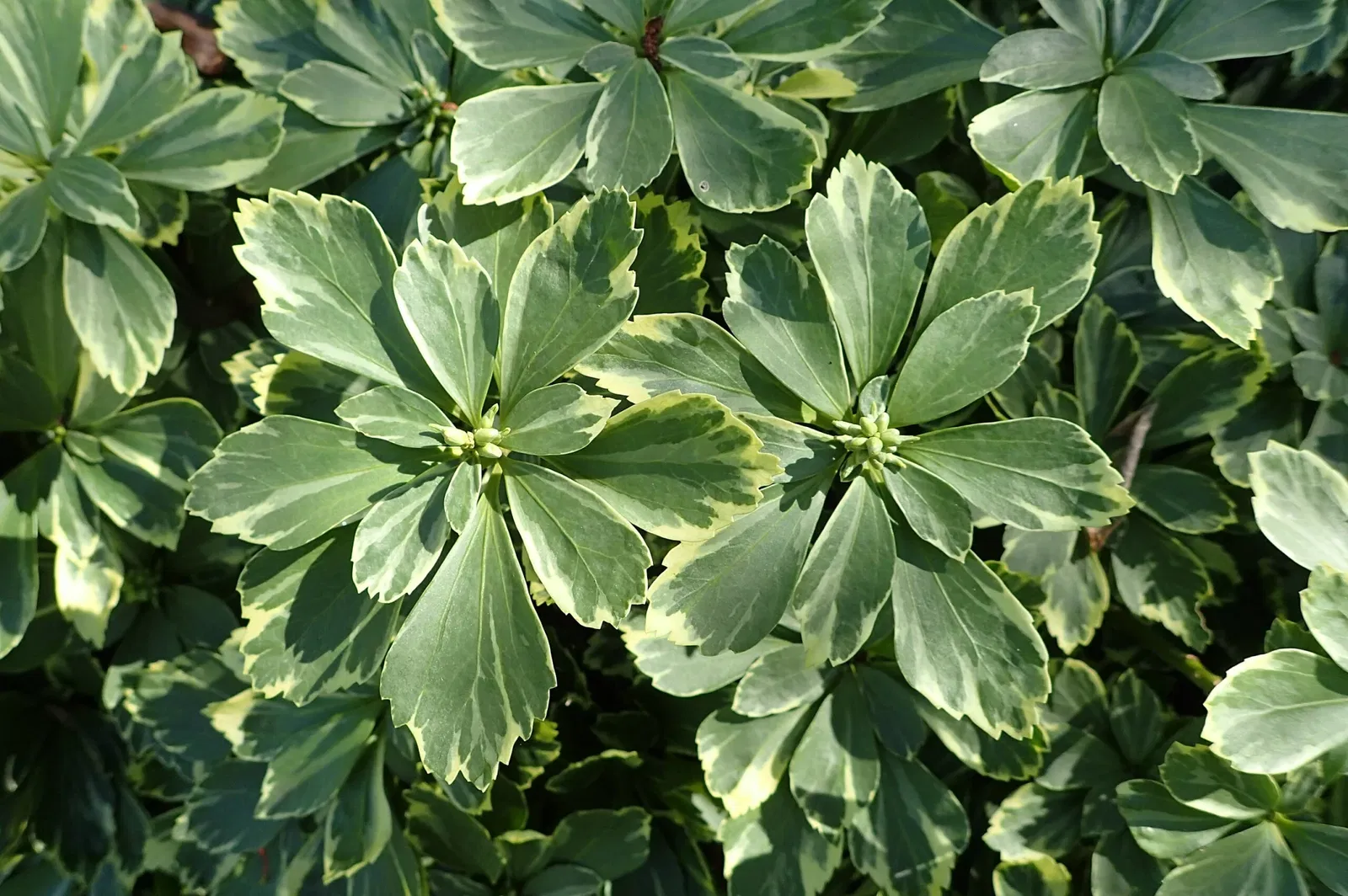 Olbrich Botanical Gardens