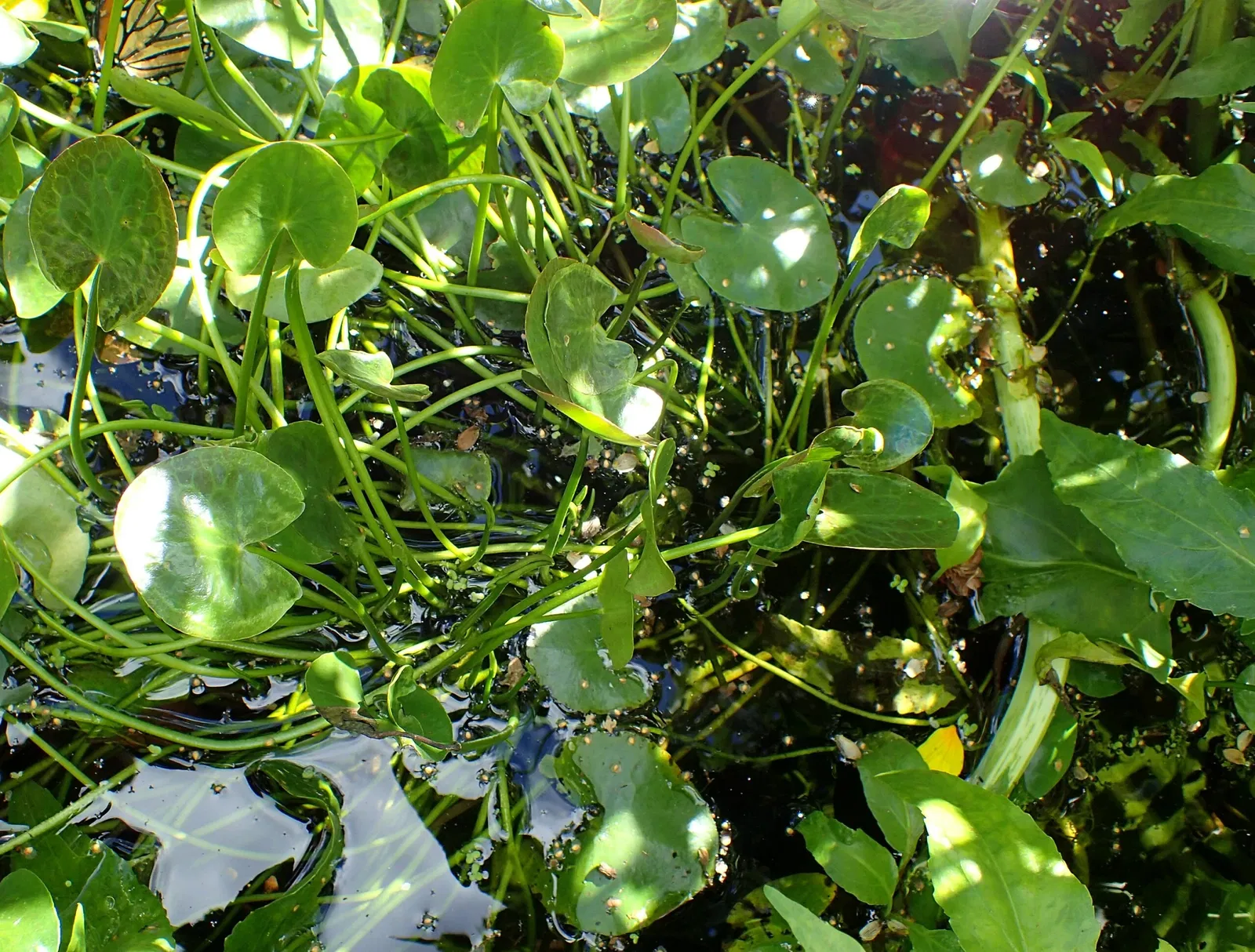 Jardín botánico Olbrich