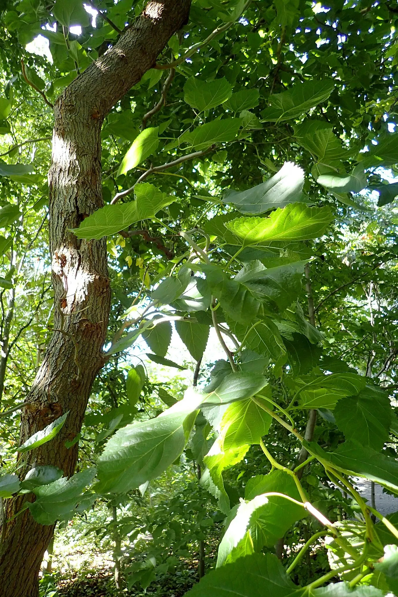 Olbrich Botanical Gardens