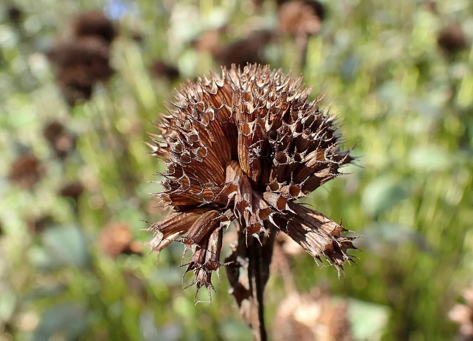Olbrich Botanical Gardens