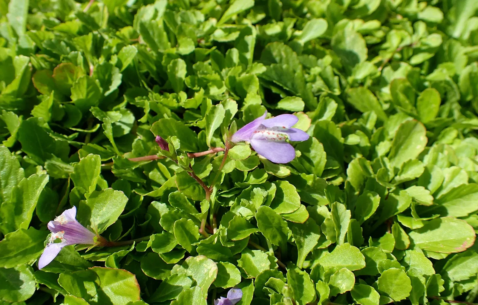 Jardín botánico Olbrich