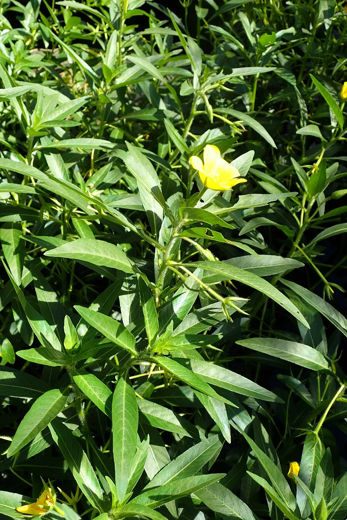 Jardín botánico Olbrich