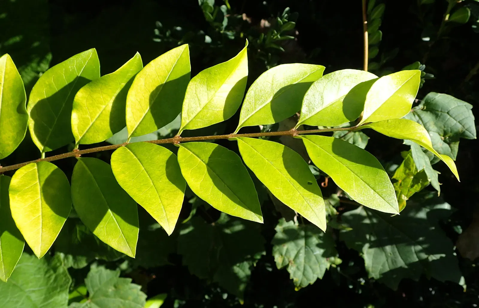 Olbrich Botanical Gardens