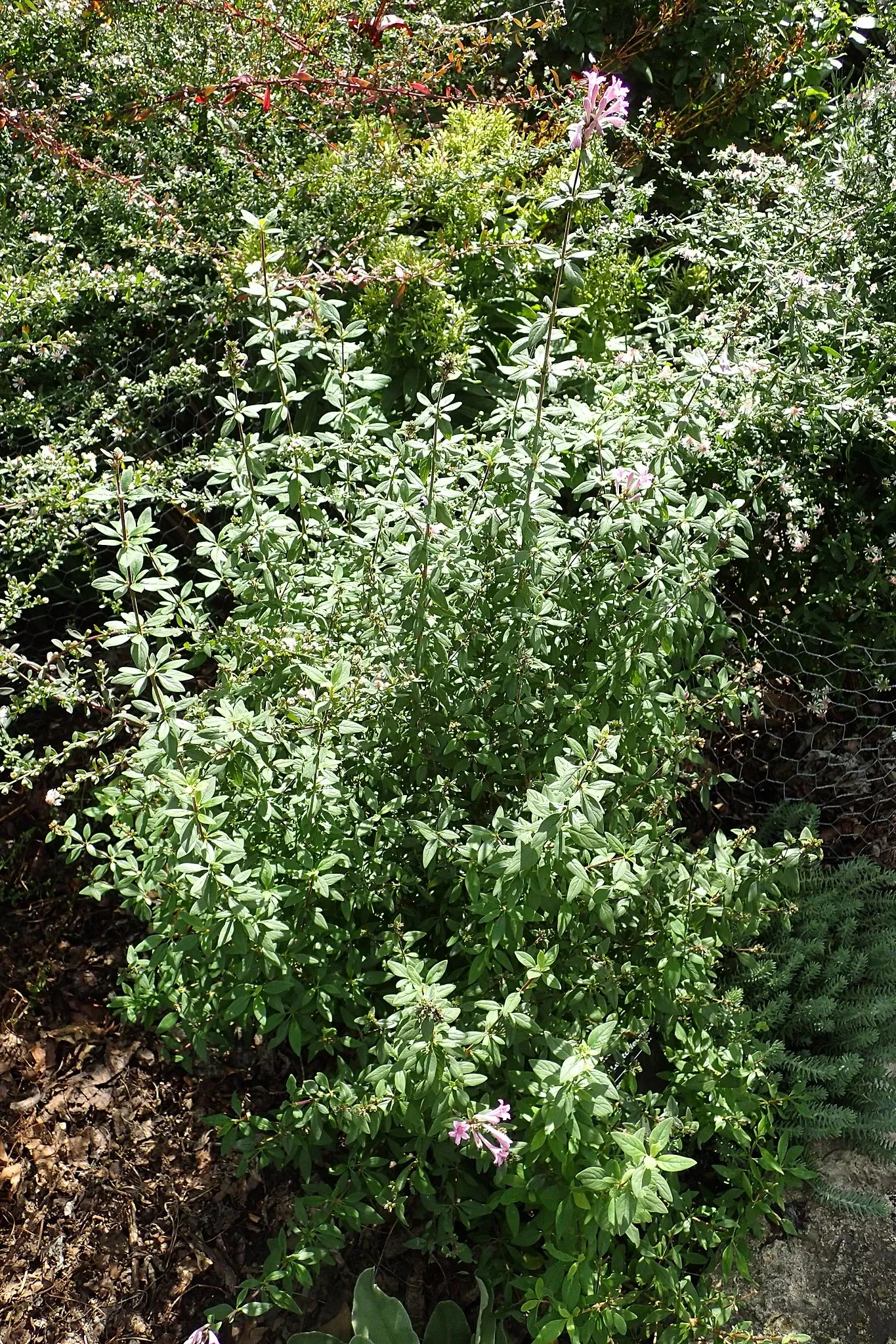 Jardín botánico Olbrich