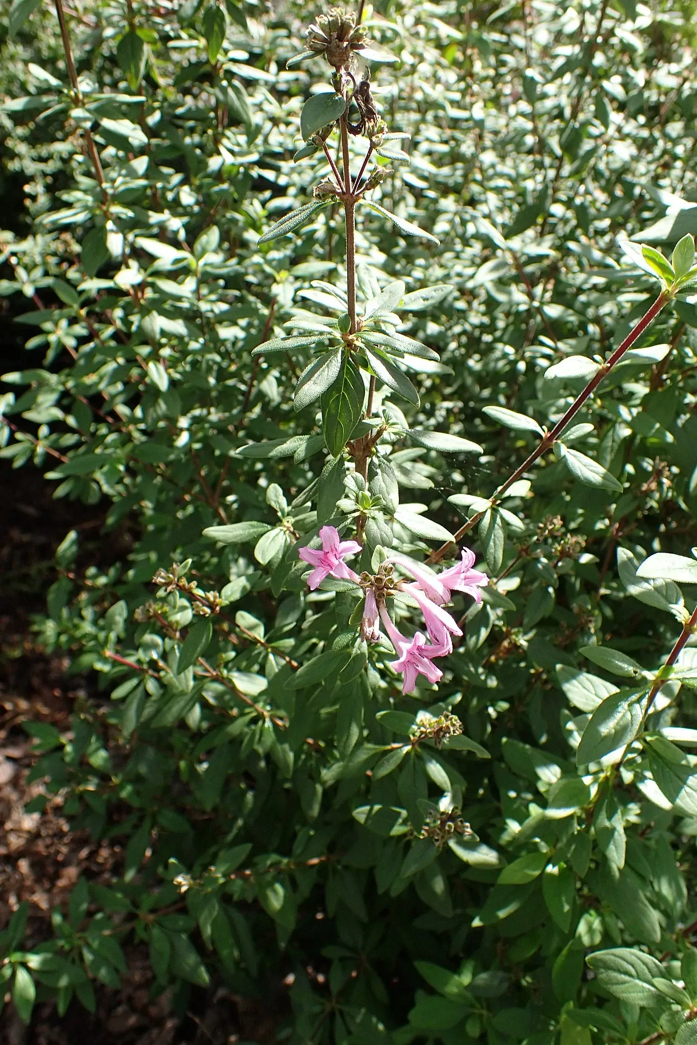 Olbrich Botanical Gardens