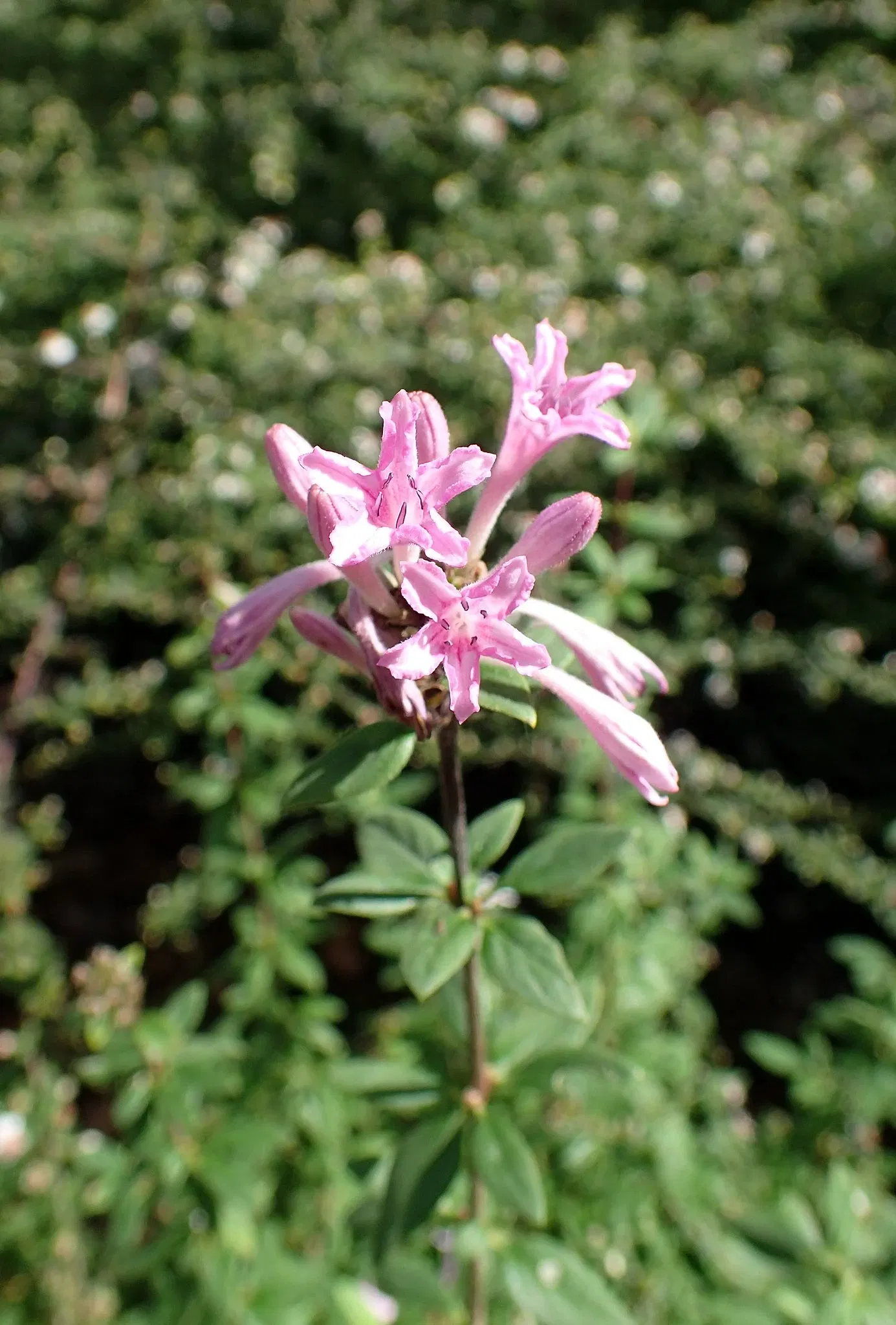 Olbrich Botanical Gardens