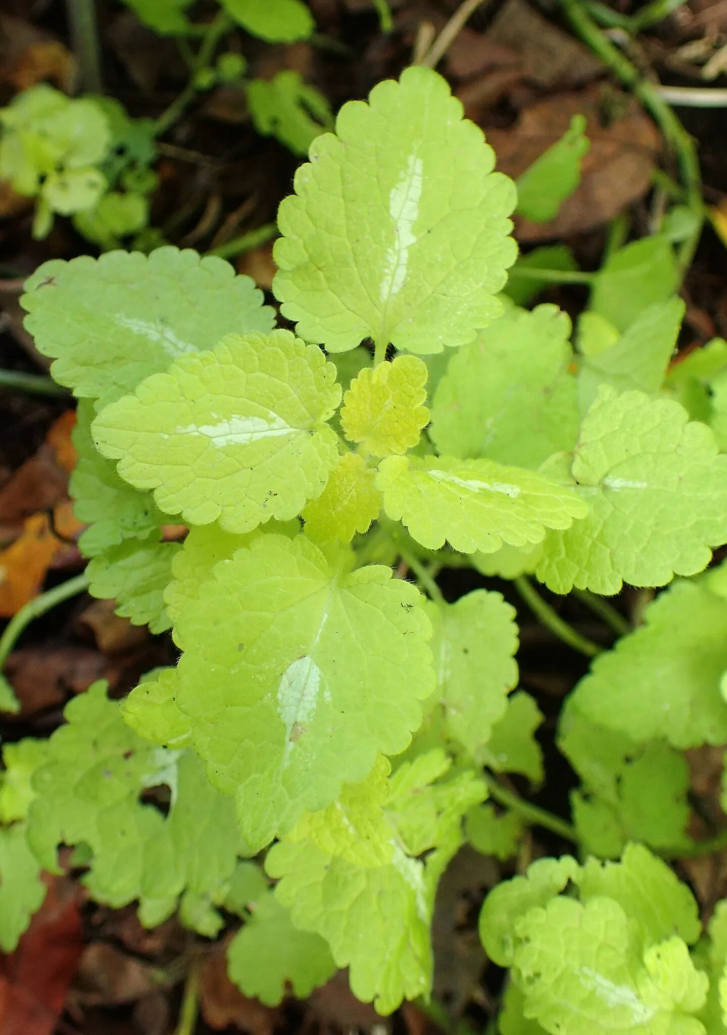 Olbrich Botanical Gardens
