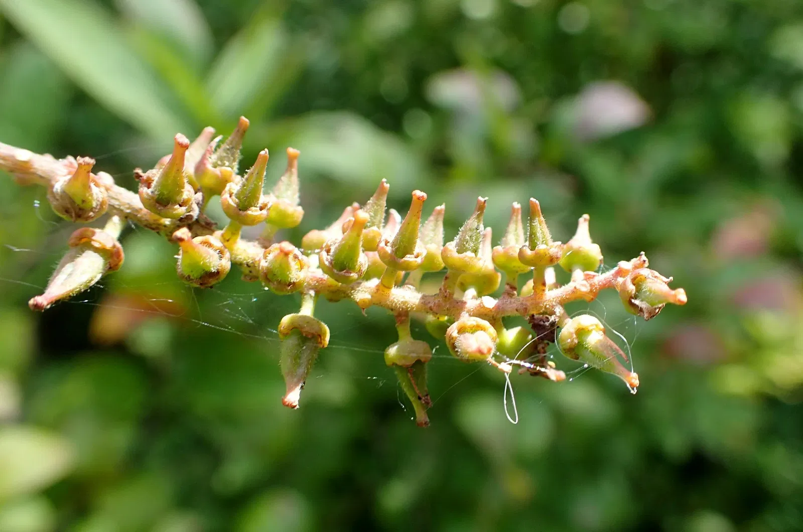 Jardín botánico Olbrich