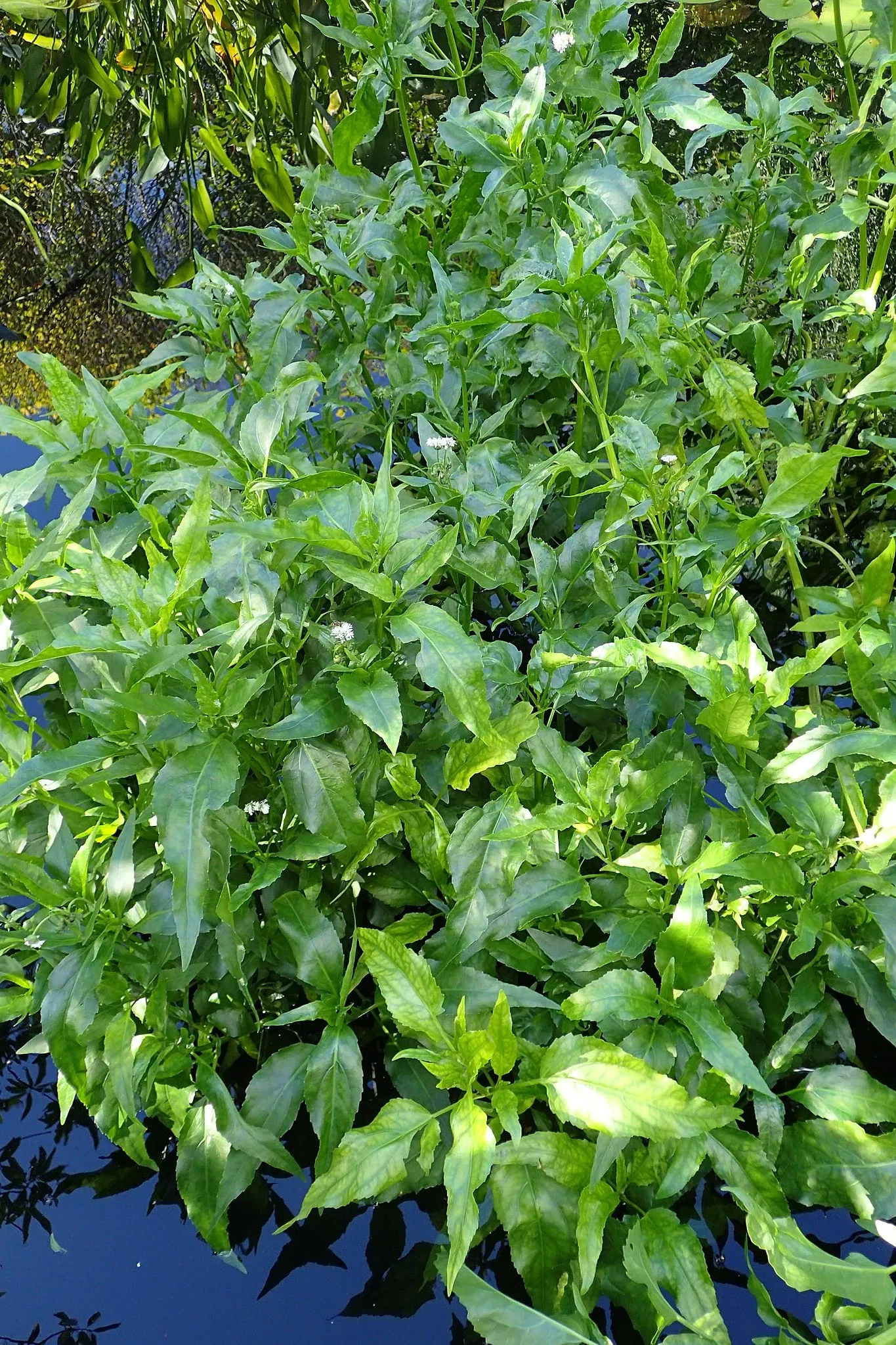 Jardín botánico Olbrich