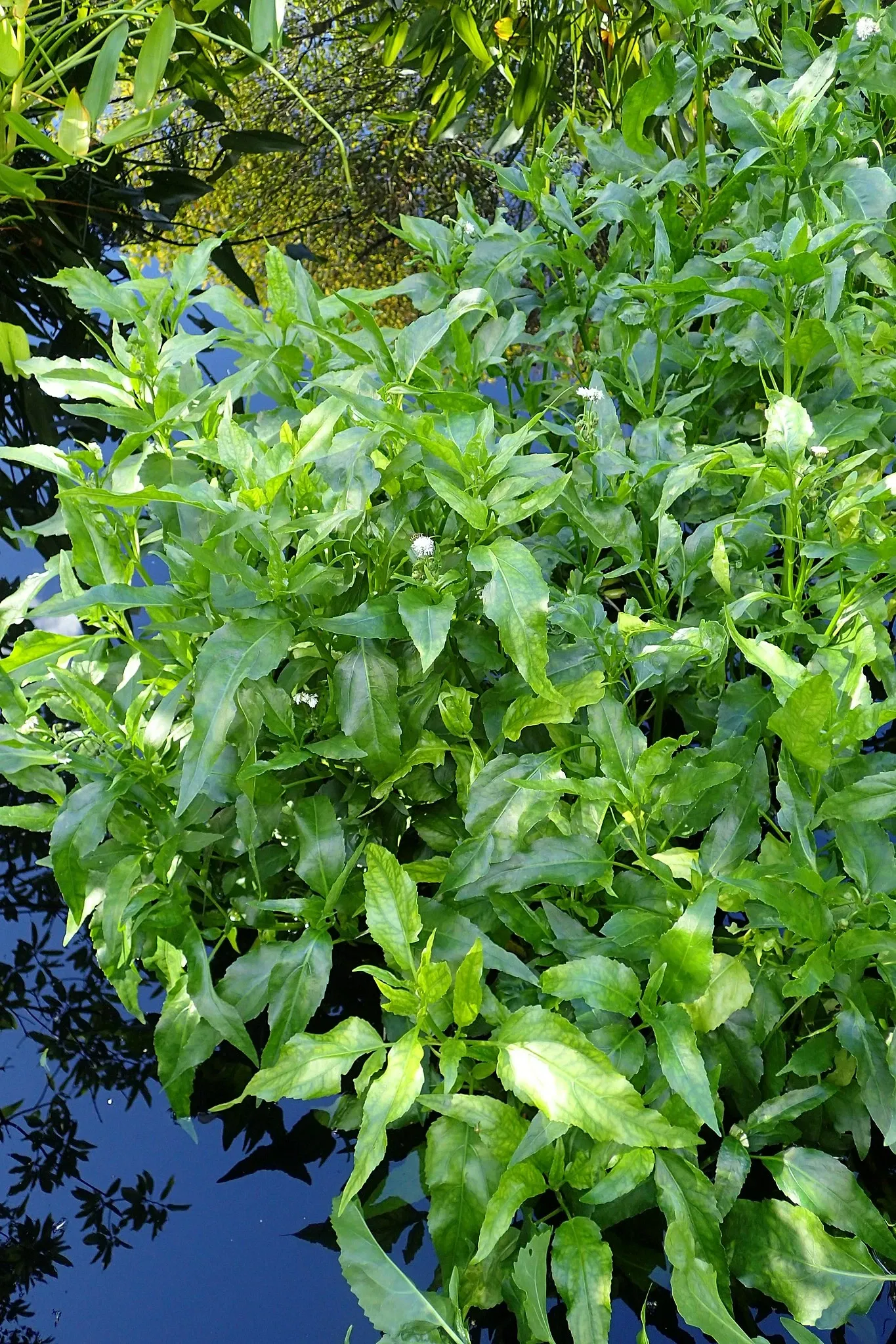 Jardín botánico Olbrich