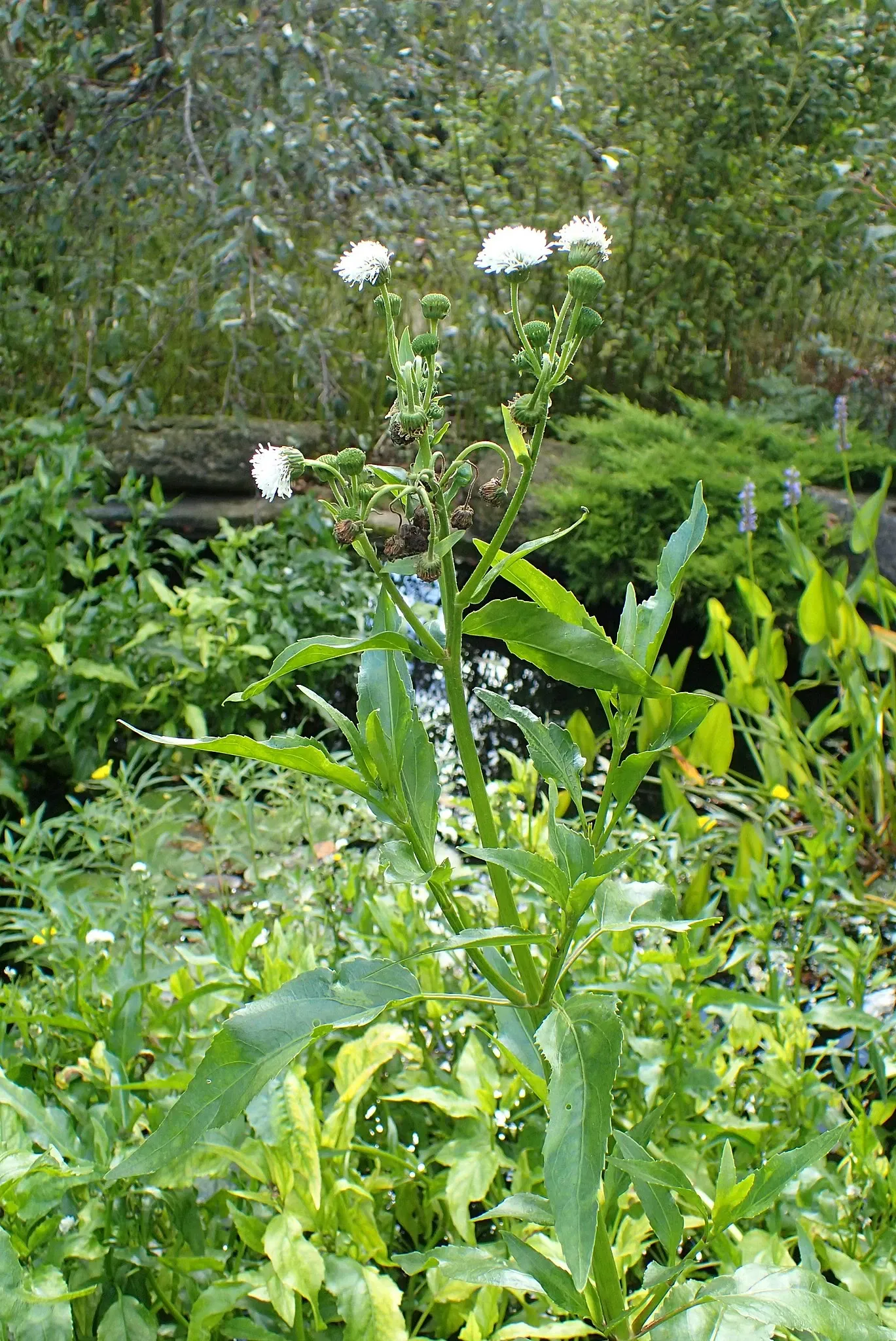 Olbrich Botanical Gardens