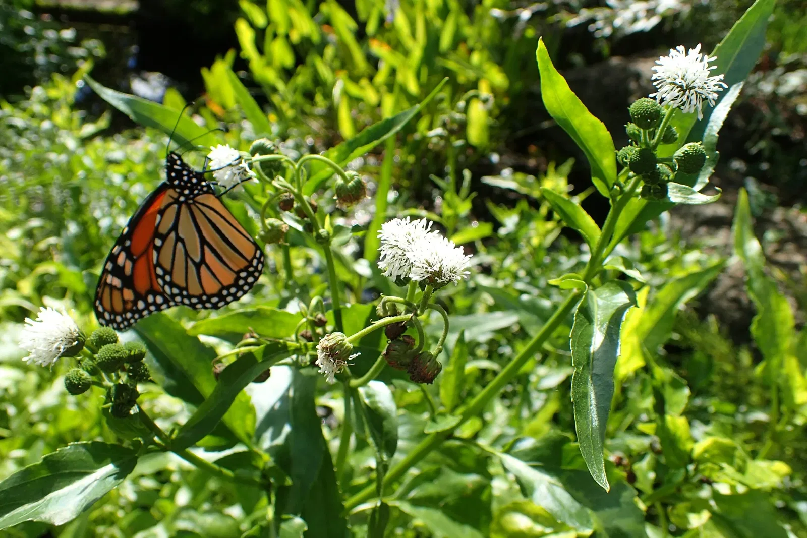 Olbrich Botanical Gardens