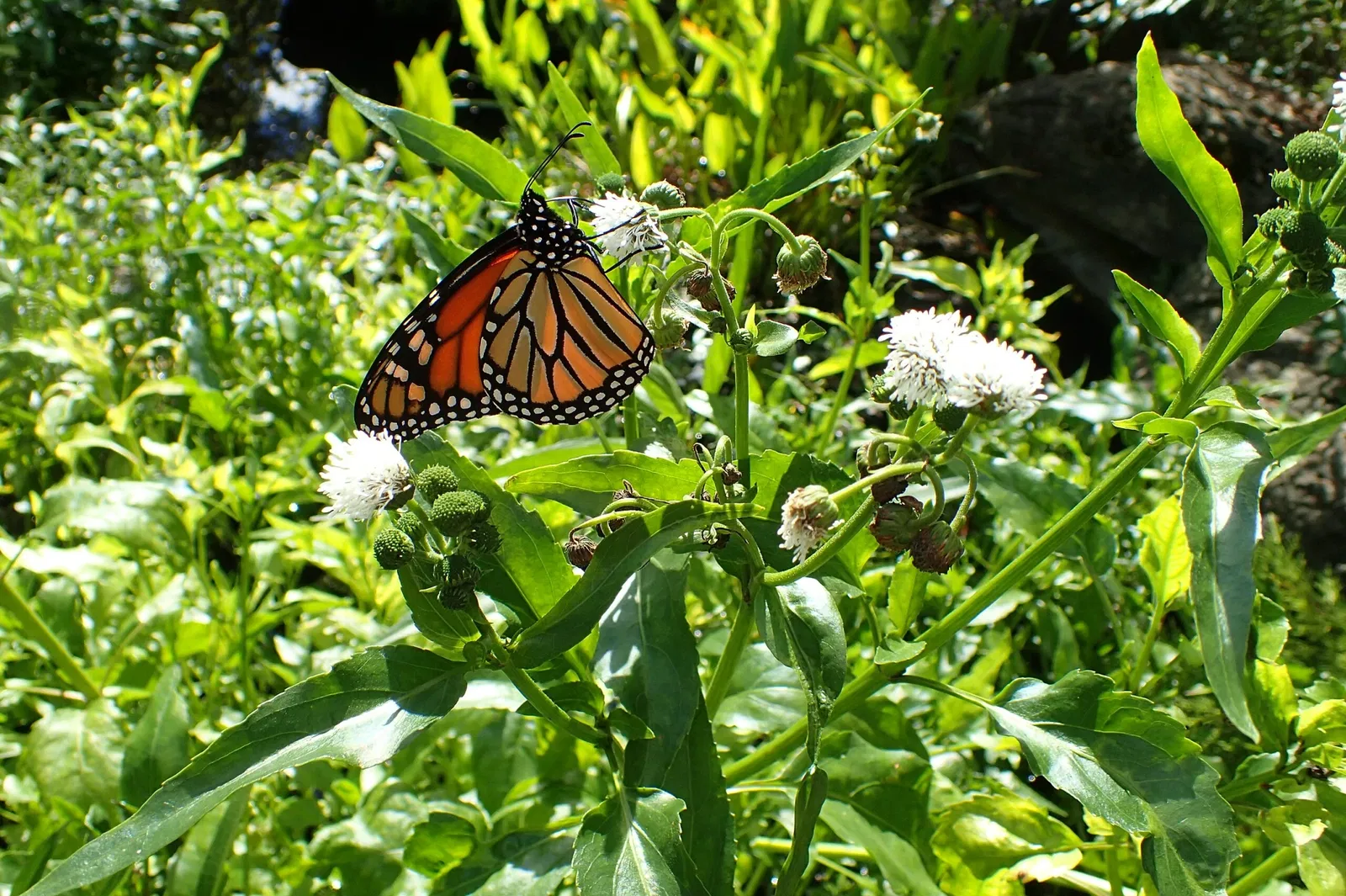 Olbrich Botanical Gardens