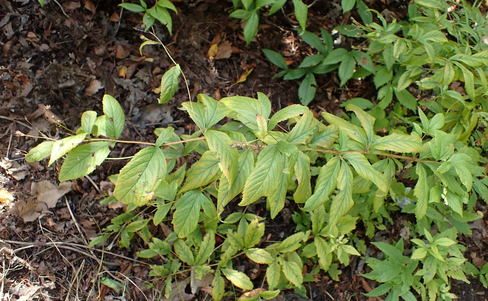 Jardín botánico Olbrich