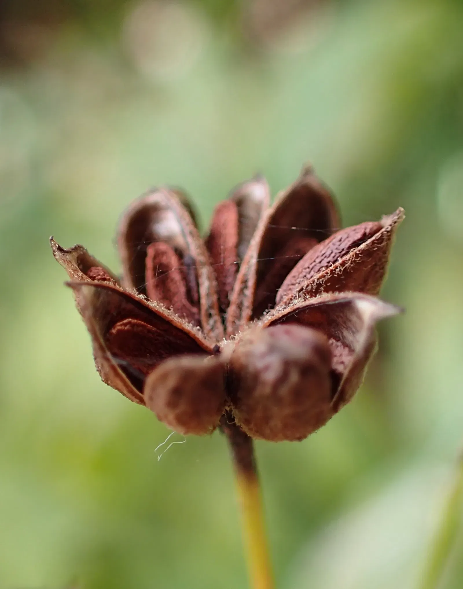 Olbrich Botanical Gardens