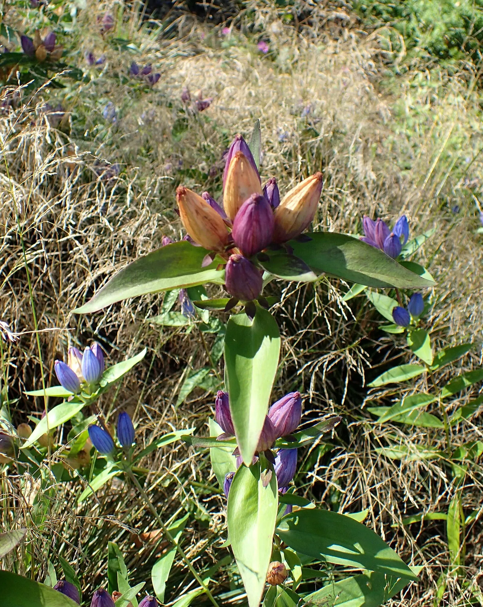 Olbrich Botanical Gardens