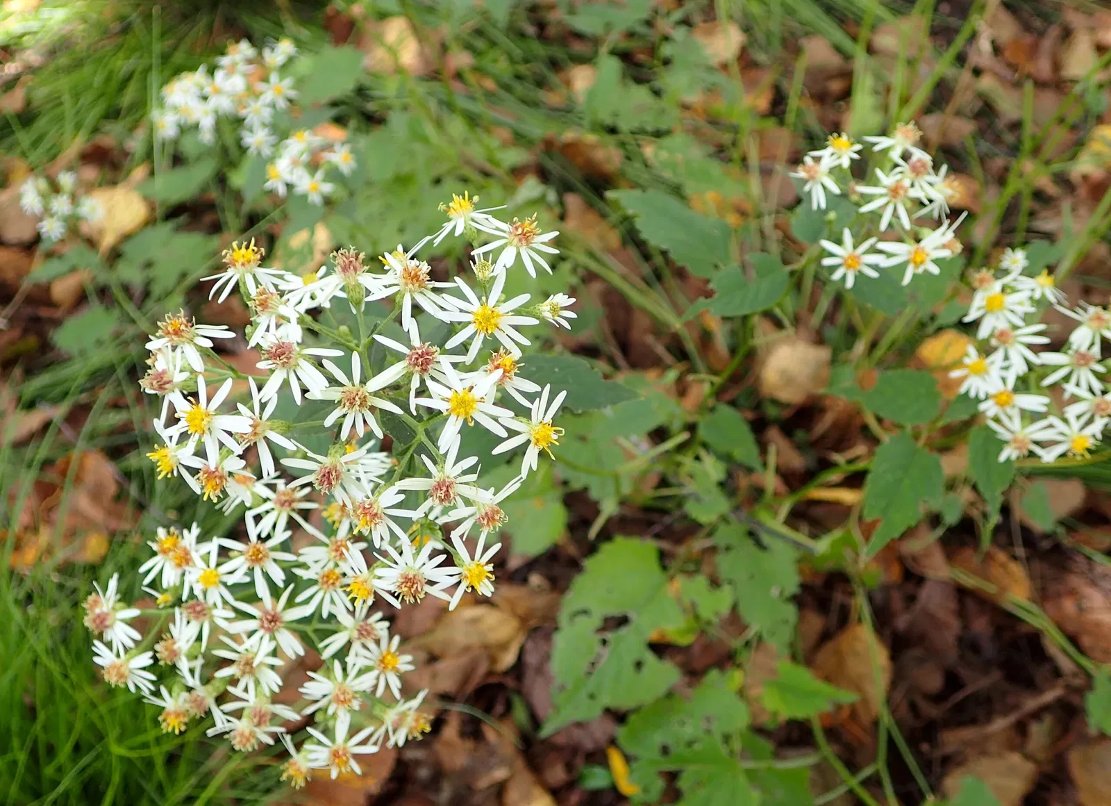 Olbrich Botanical Gardens