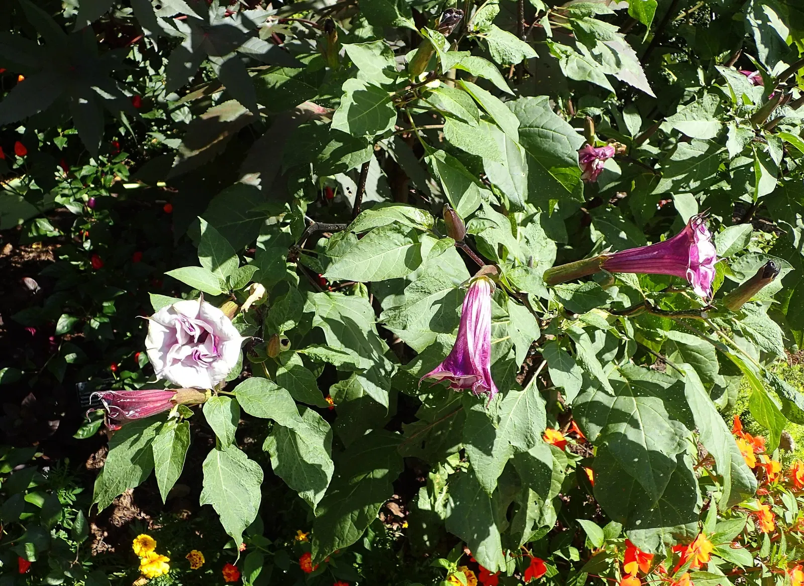 Jardín botánico Olbrich