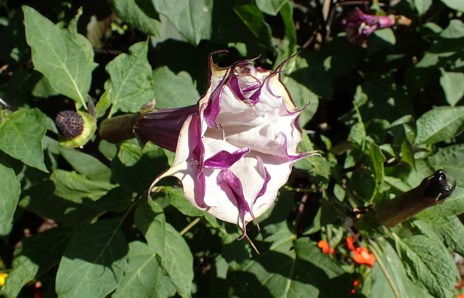 Olbrich Botanical Gardens