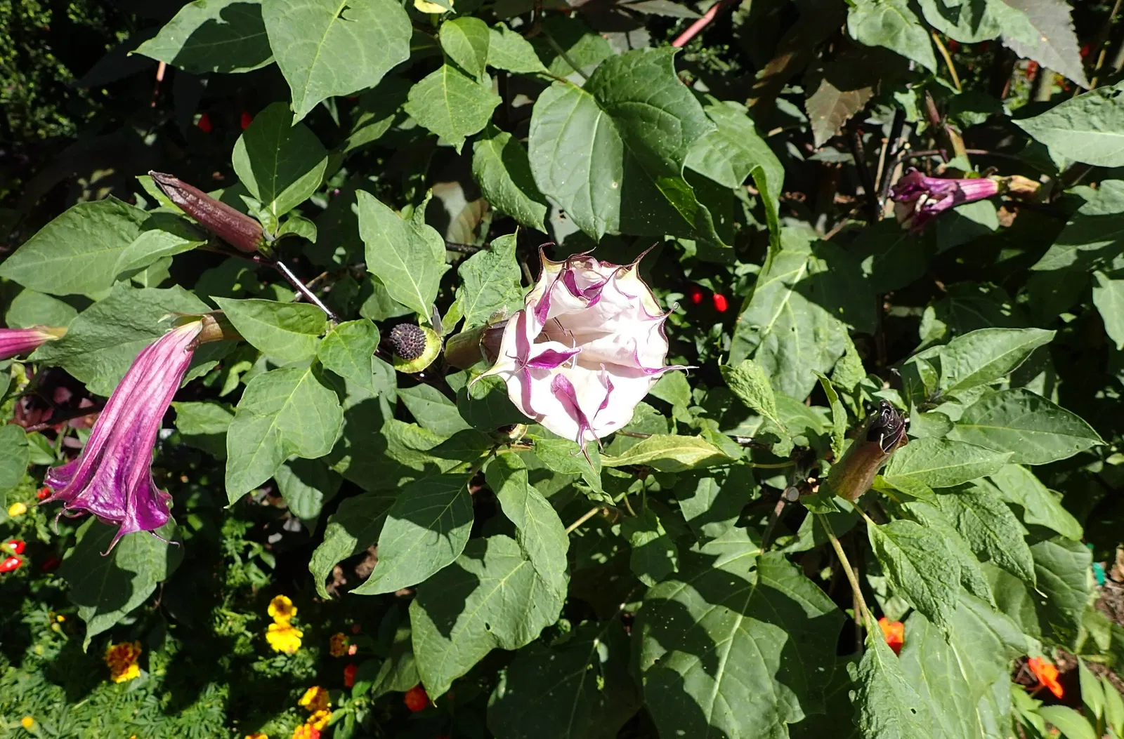 Jardín botánico Olbrich
