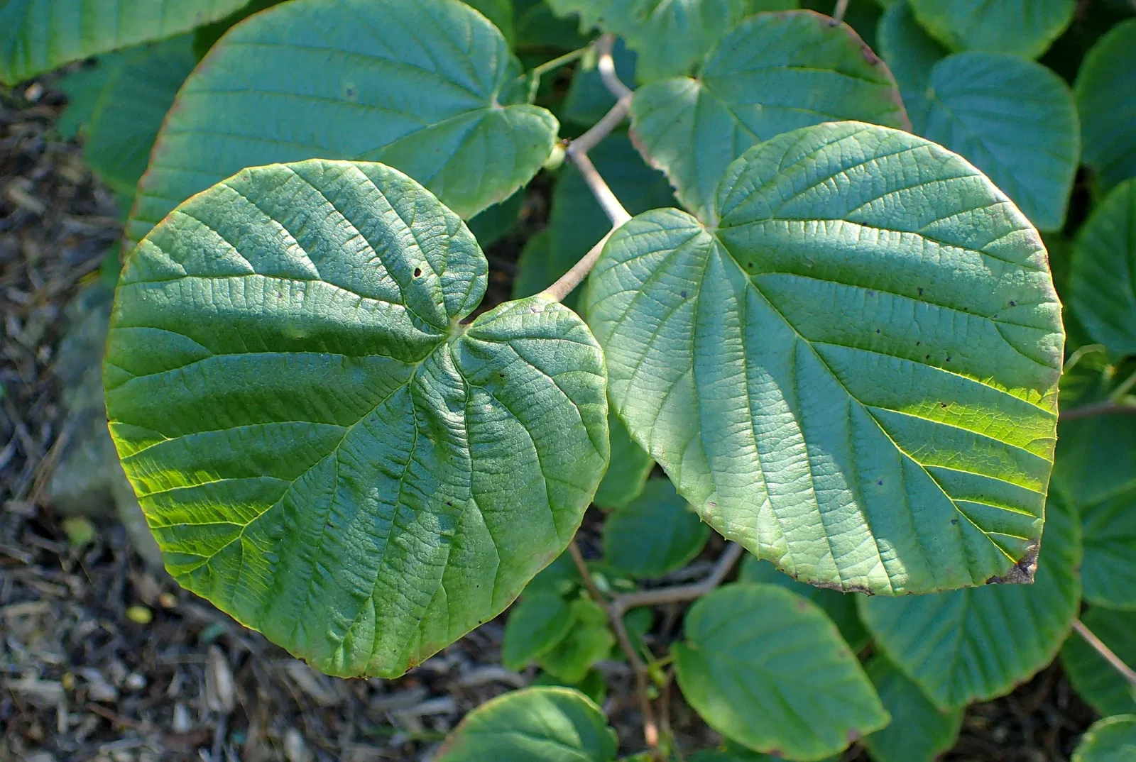 Jardín botánico Olbrich