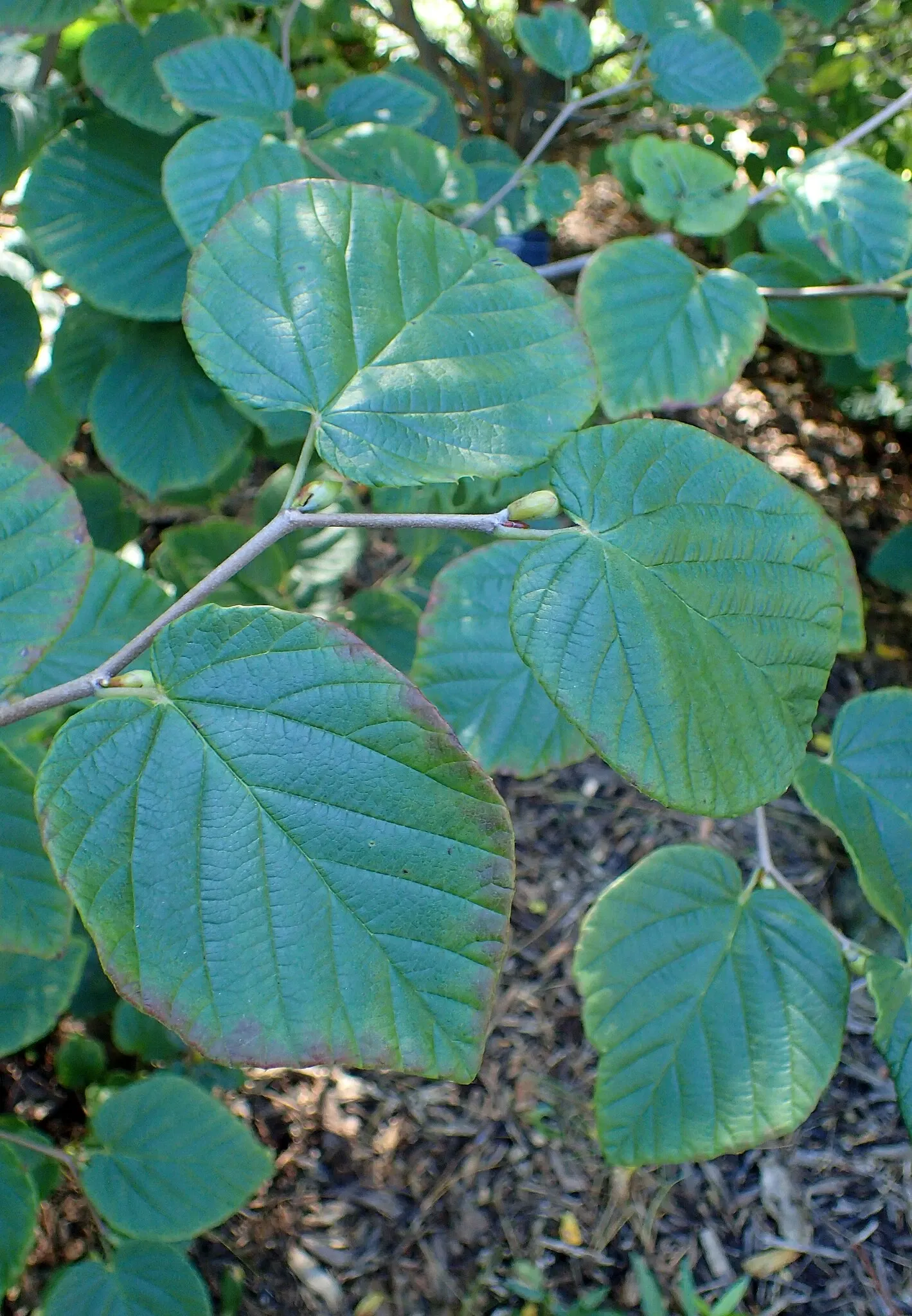 Olbrich Botanical Gardens