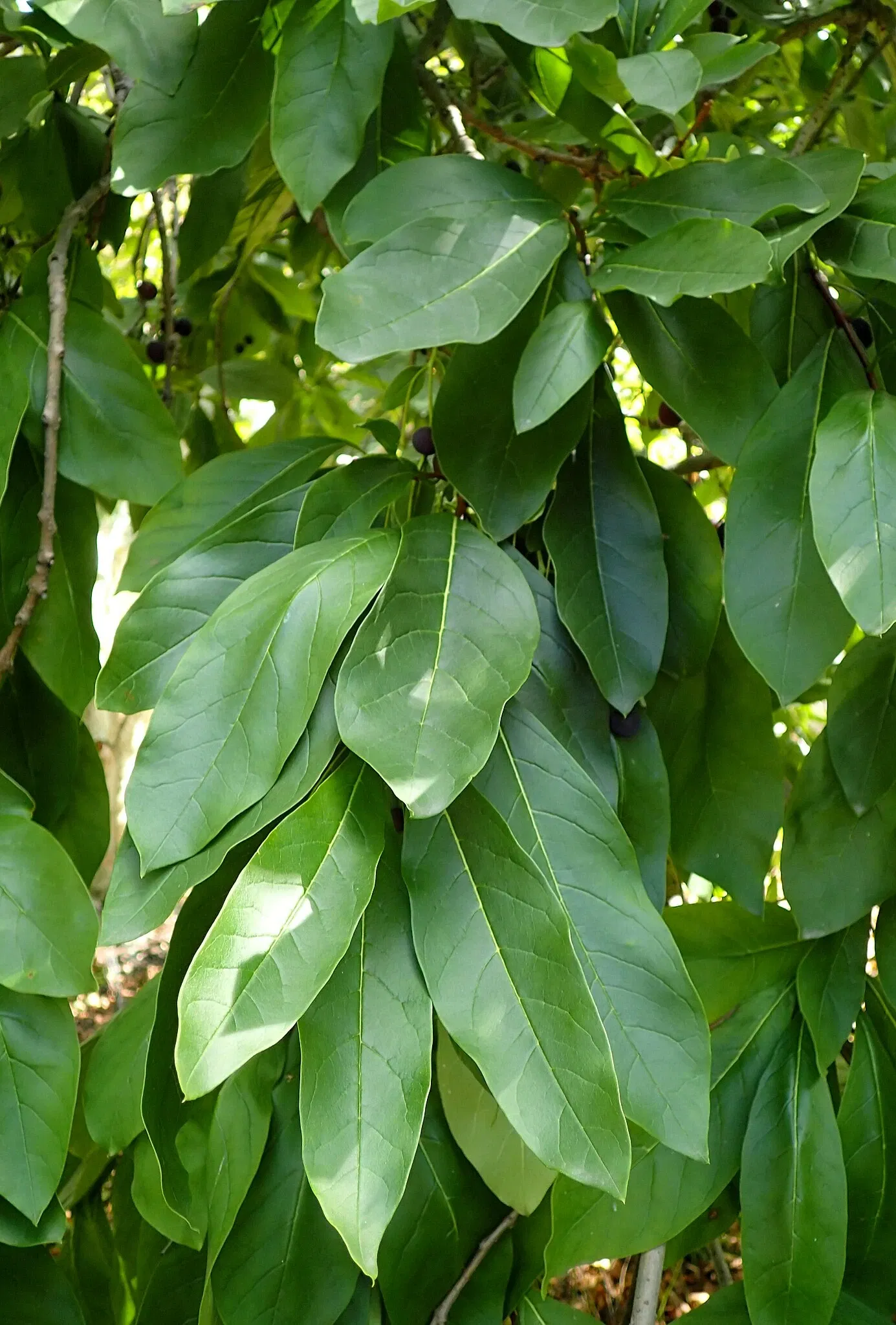 Jardín botánico Olbrich